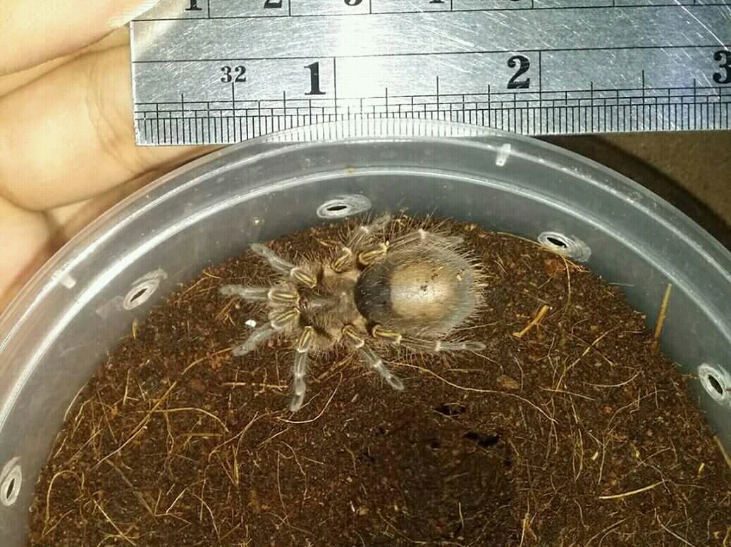 My 6th tarantula in my collection. (July 25/18)