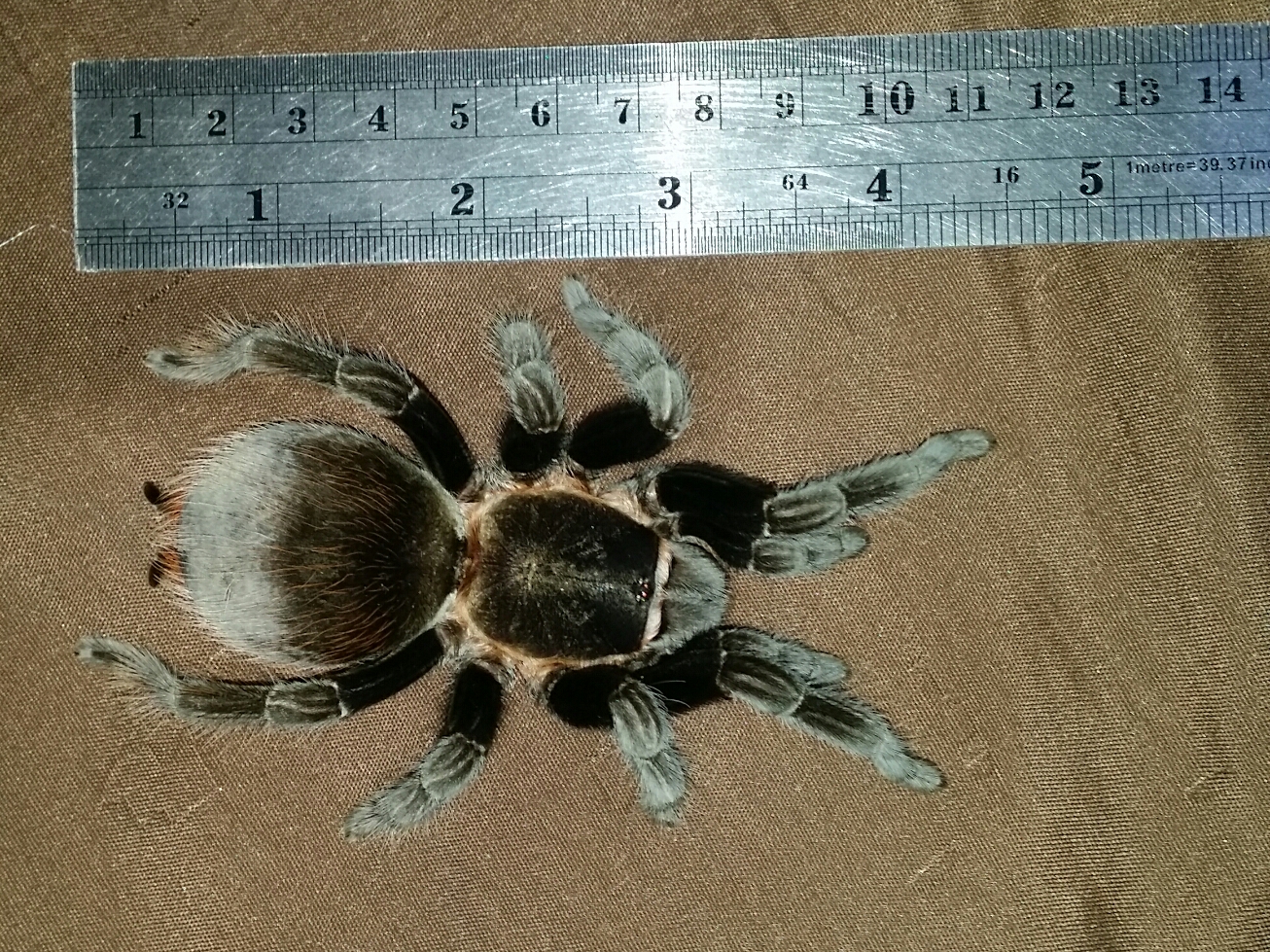 My 8th tarantula.  (July 31/18)