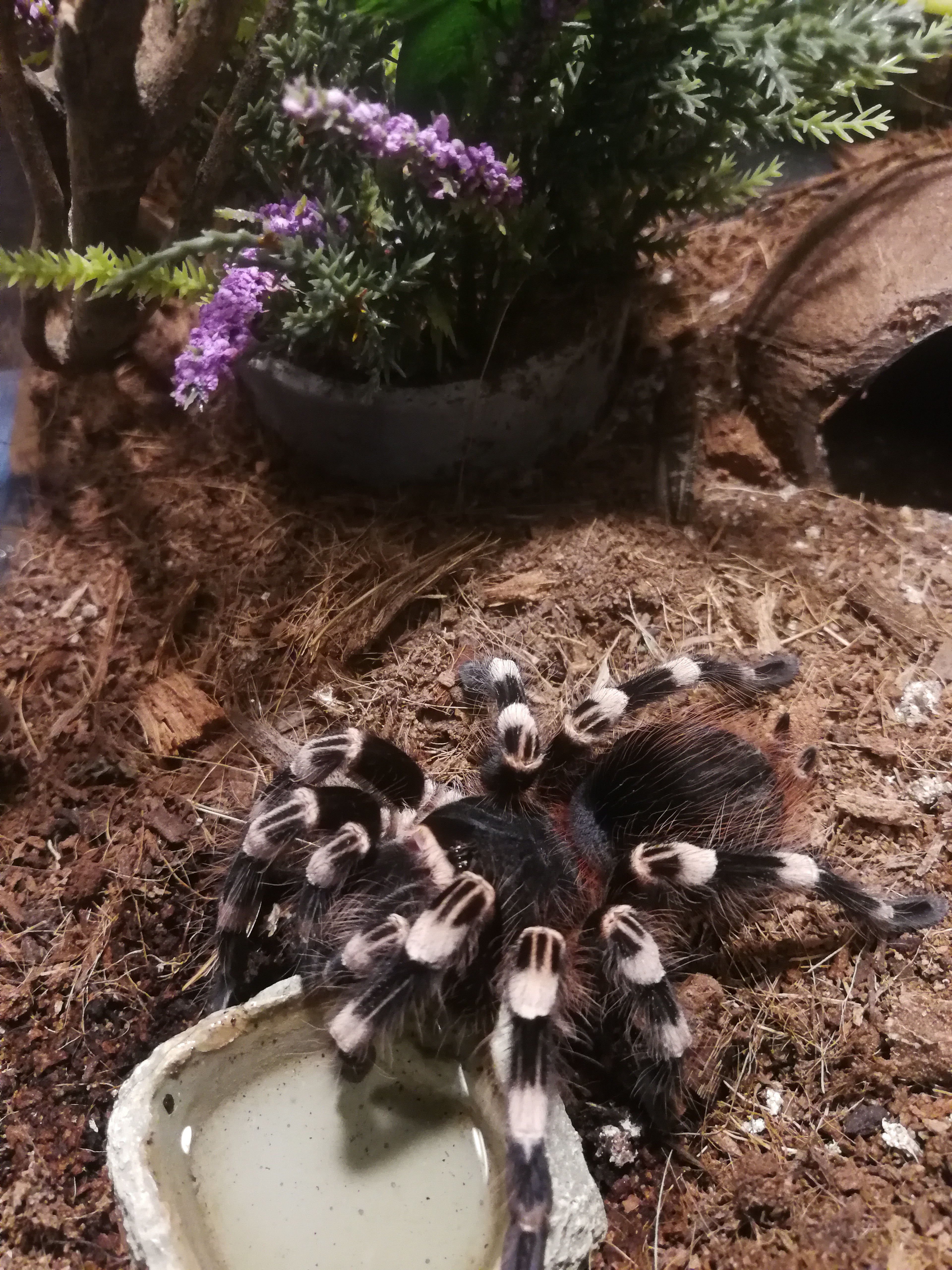 My acanthoscurria geniculata drinking
