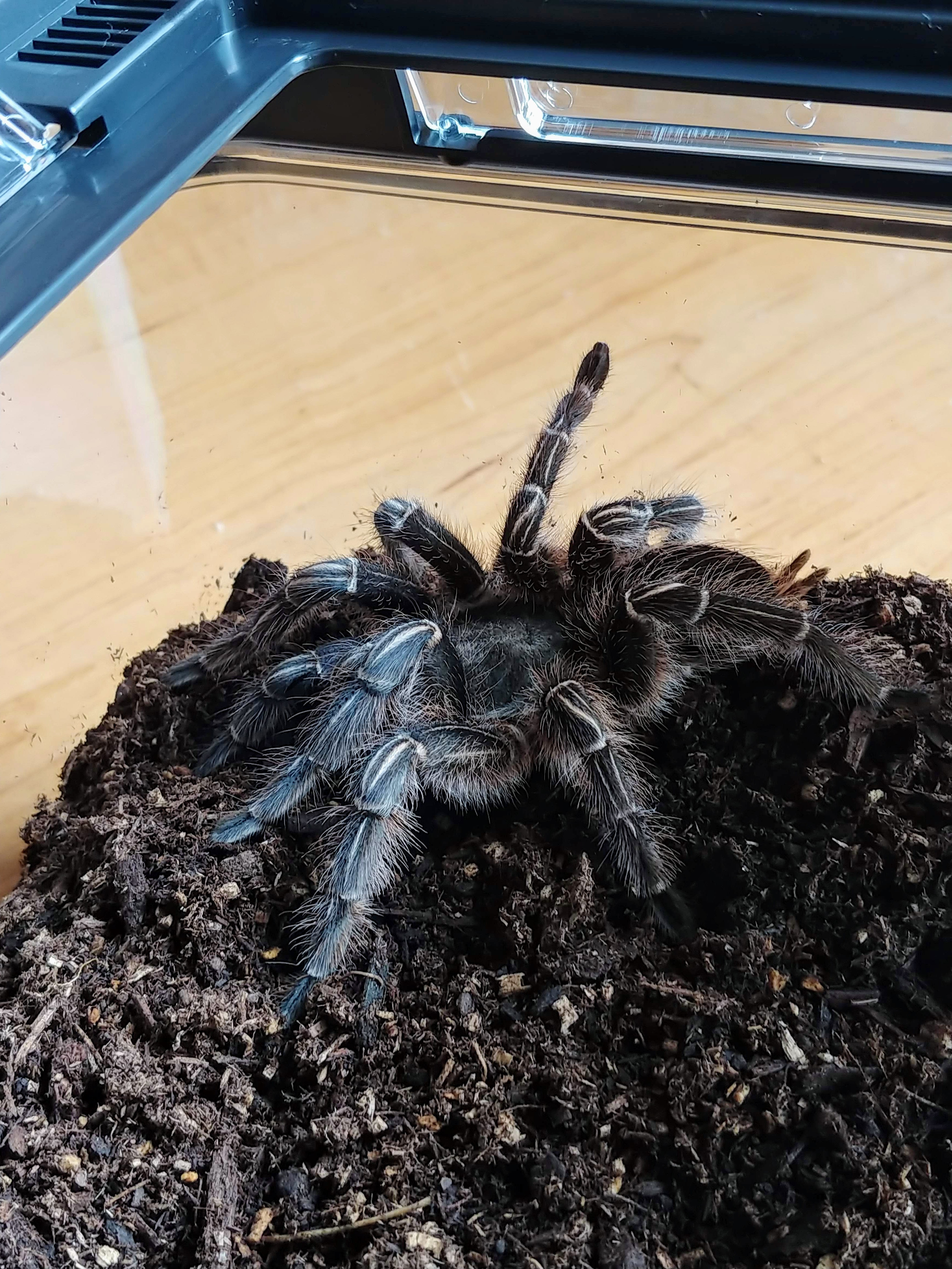 My Aphonopelma seemanni