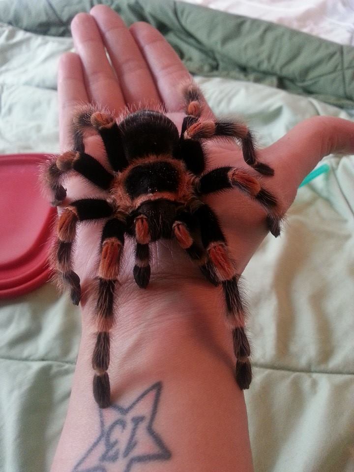 My beautiful b. smithi