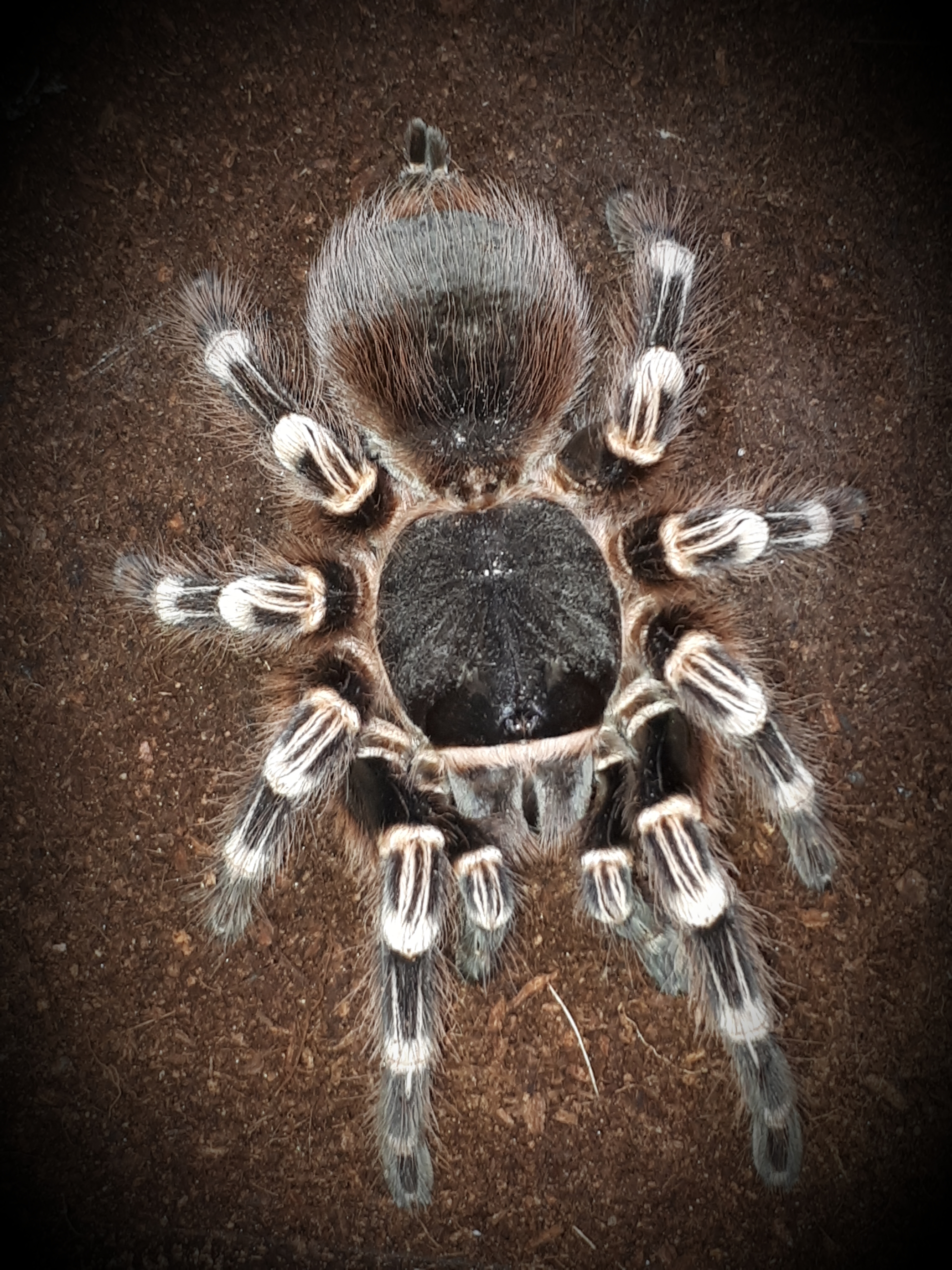 My beautiful big girl Genie