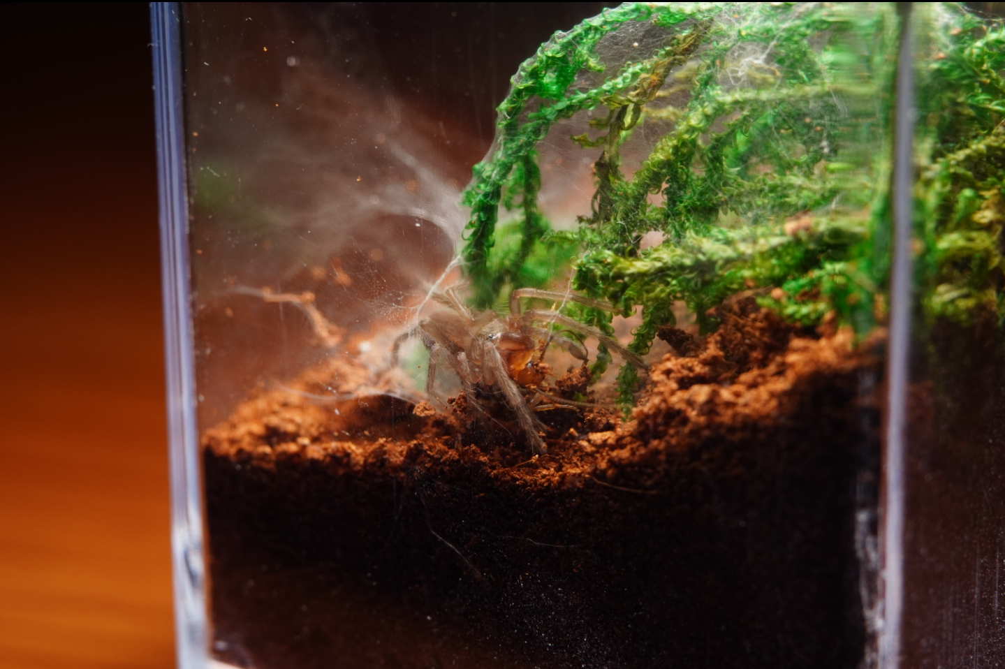 My Birupes simoroxigorum sling