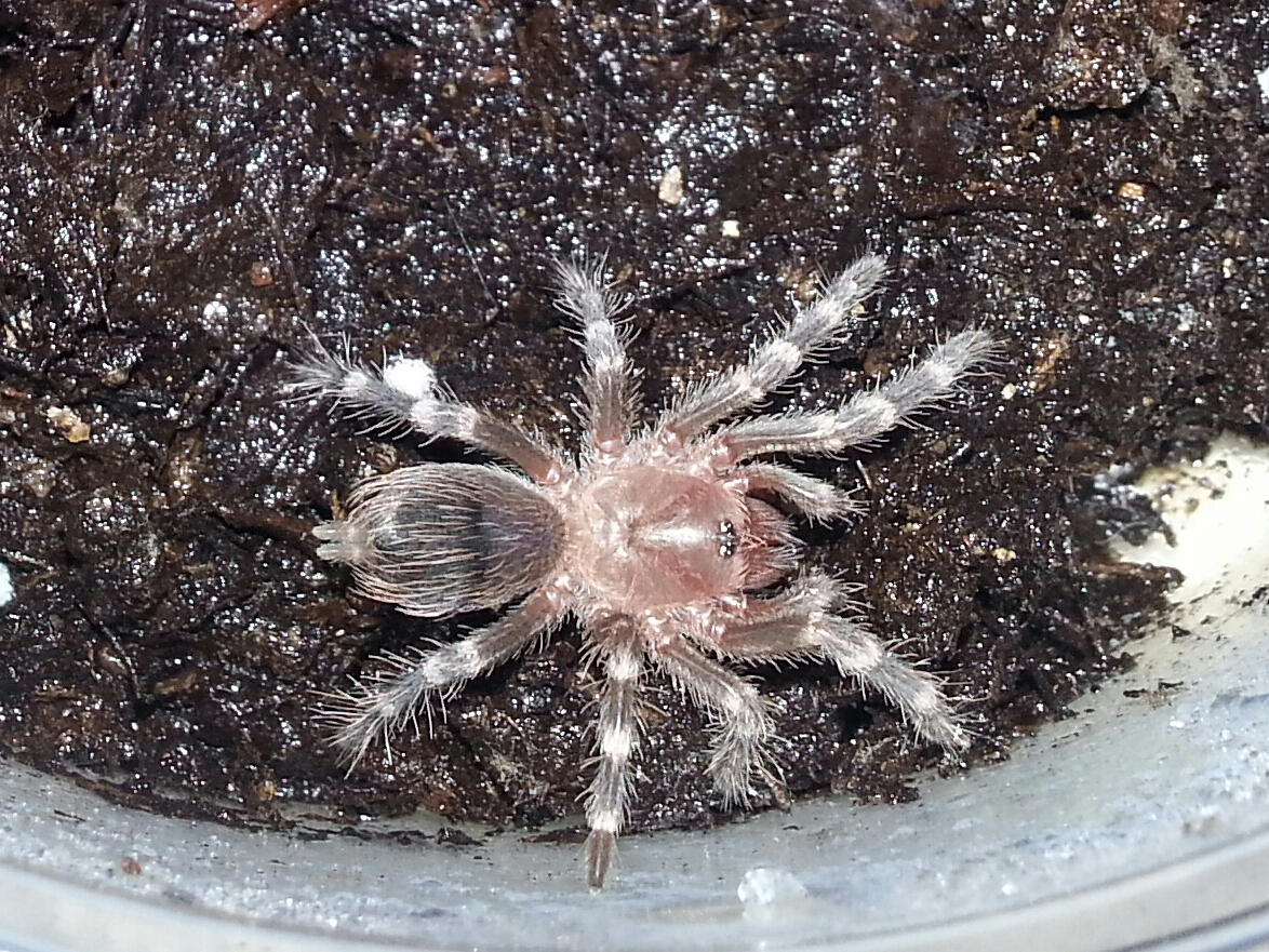 my brazilian white knee(Mordecai) when he was a sling