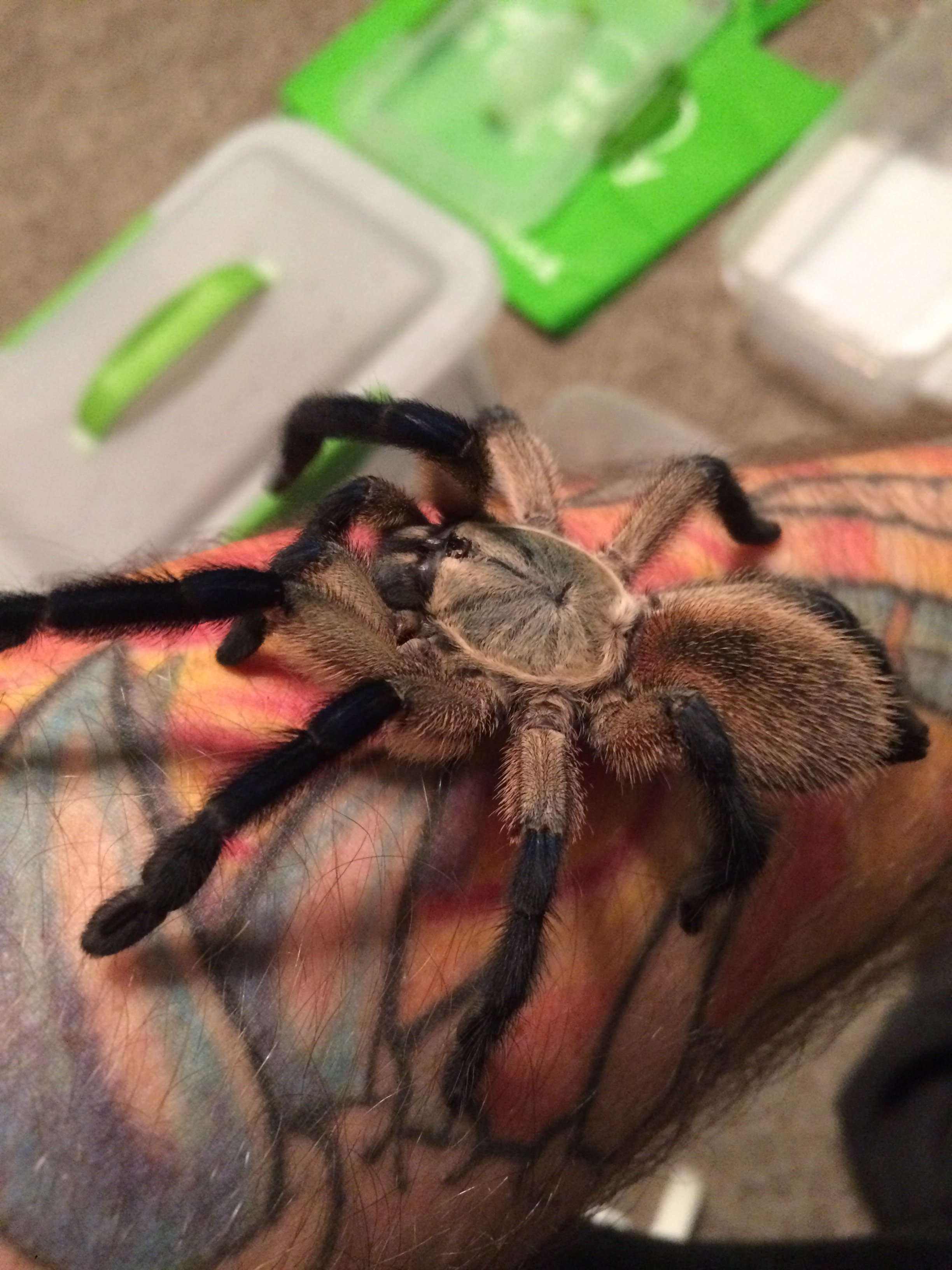 My calm girl Jewel Monocentropus Balfouri