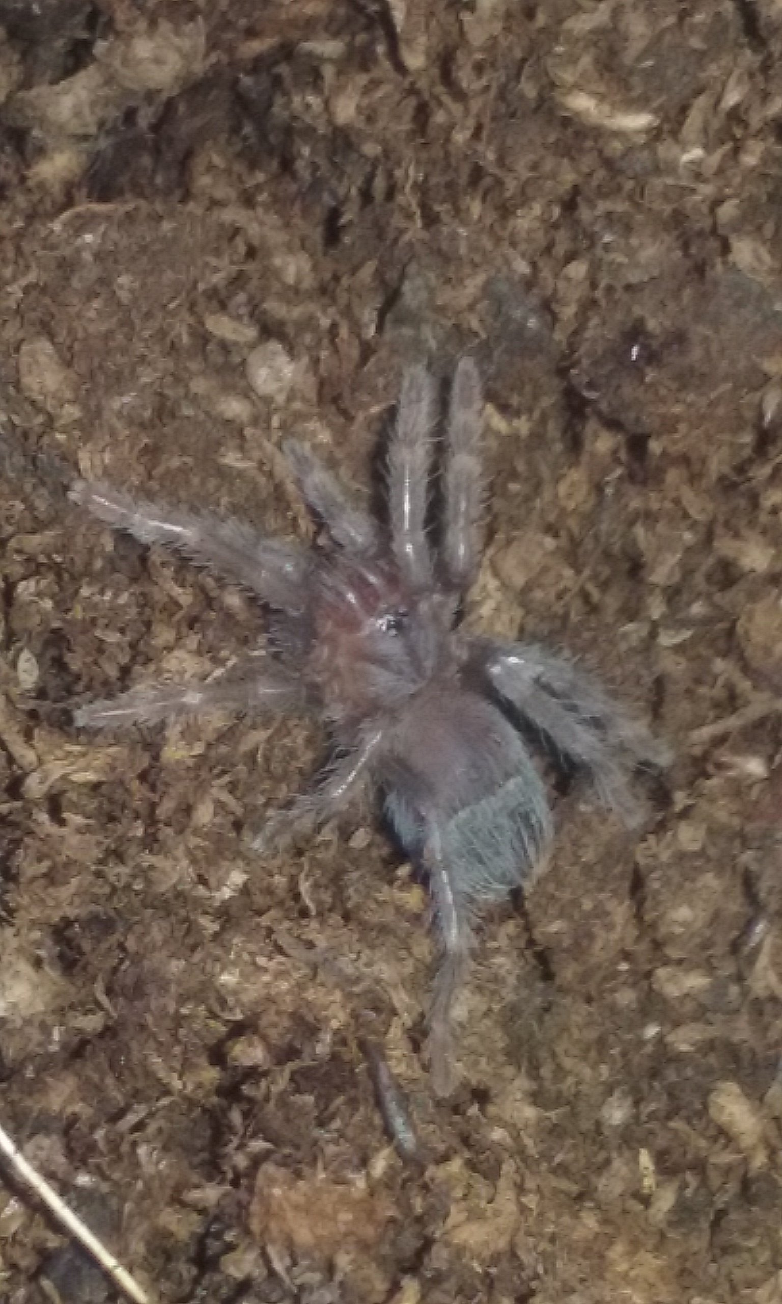 My collection on 1st January 2016