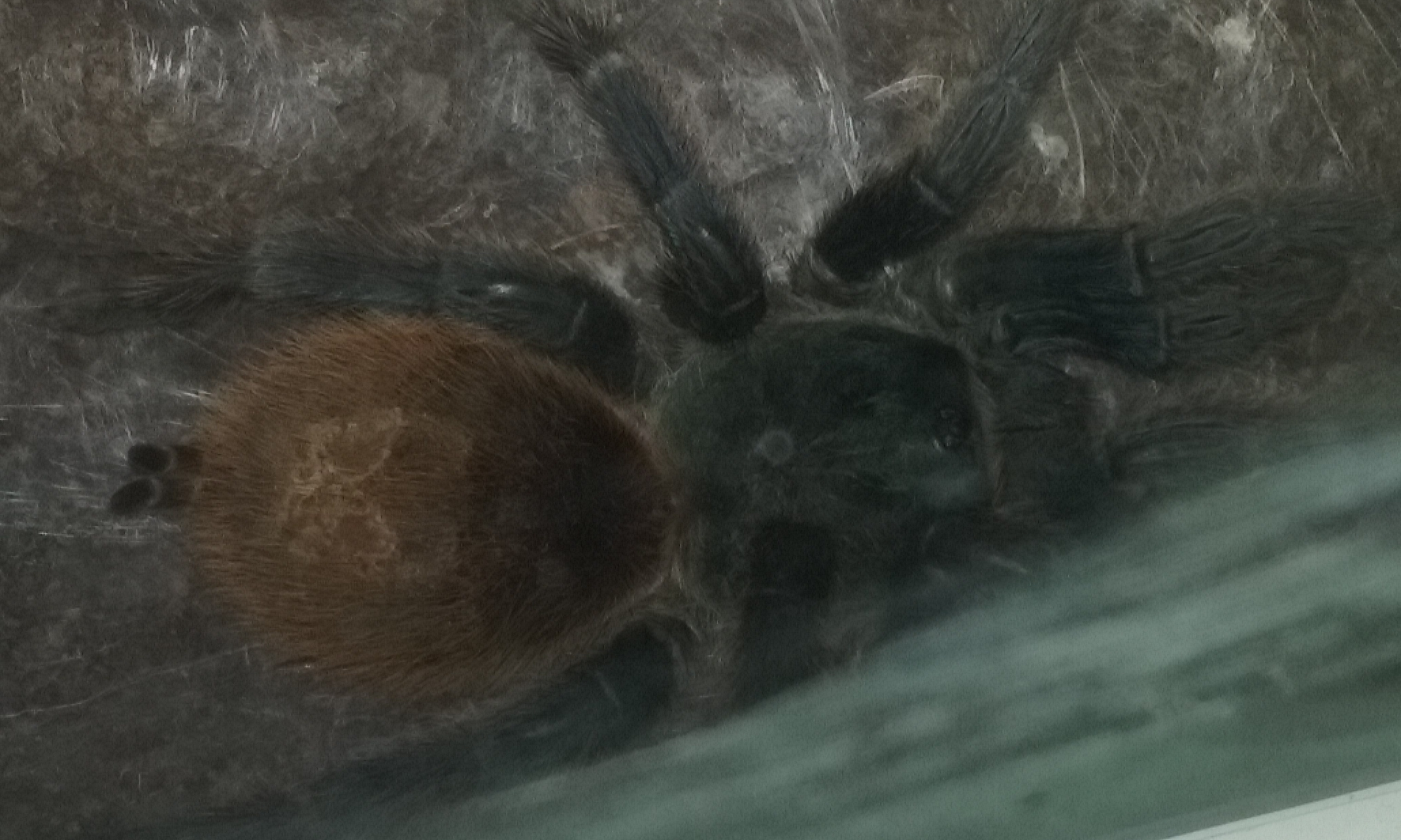 My  collection on 1st January 2016