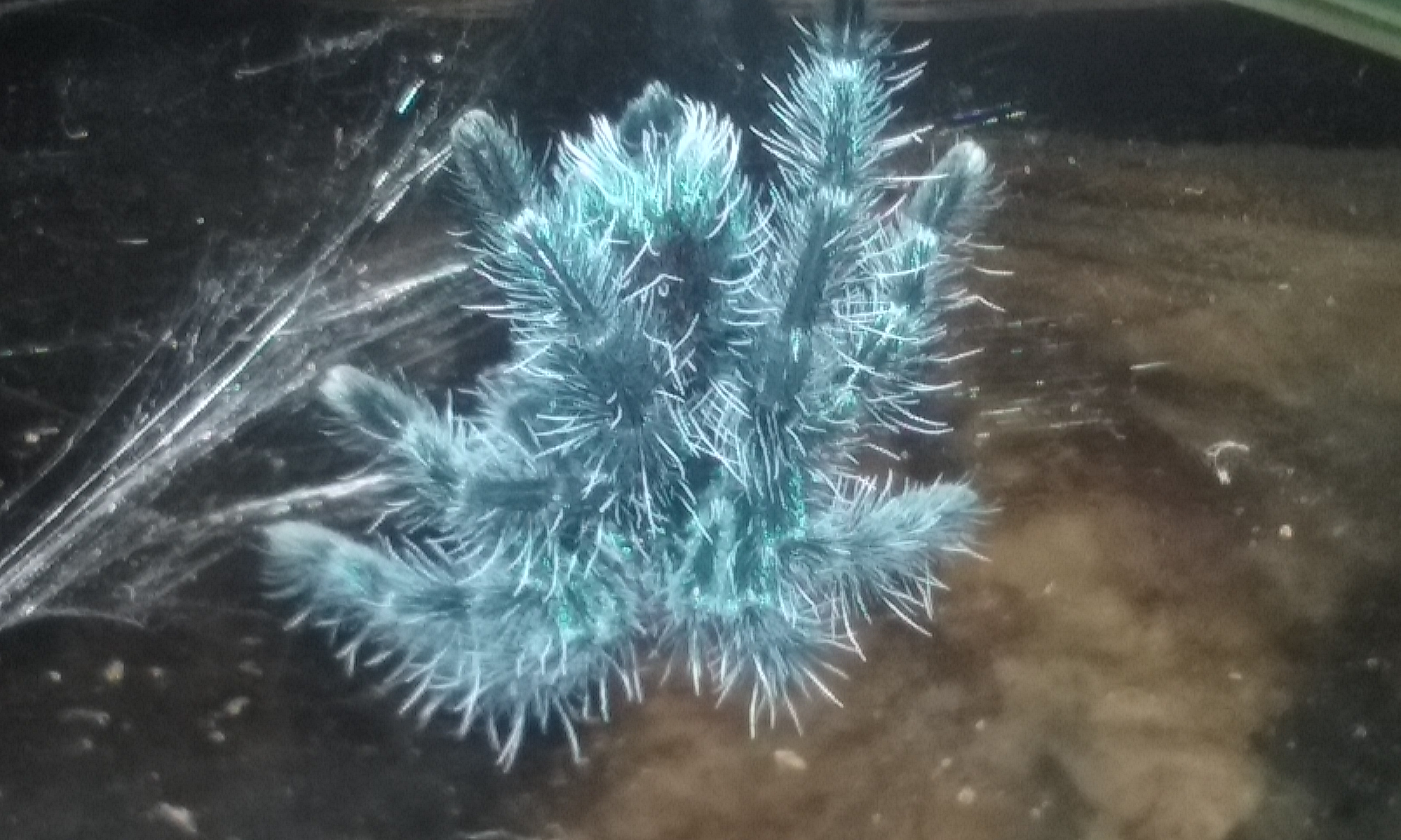 My collection on 1st January 2016