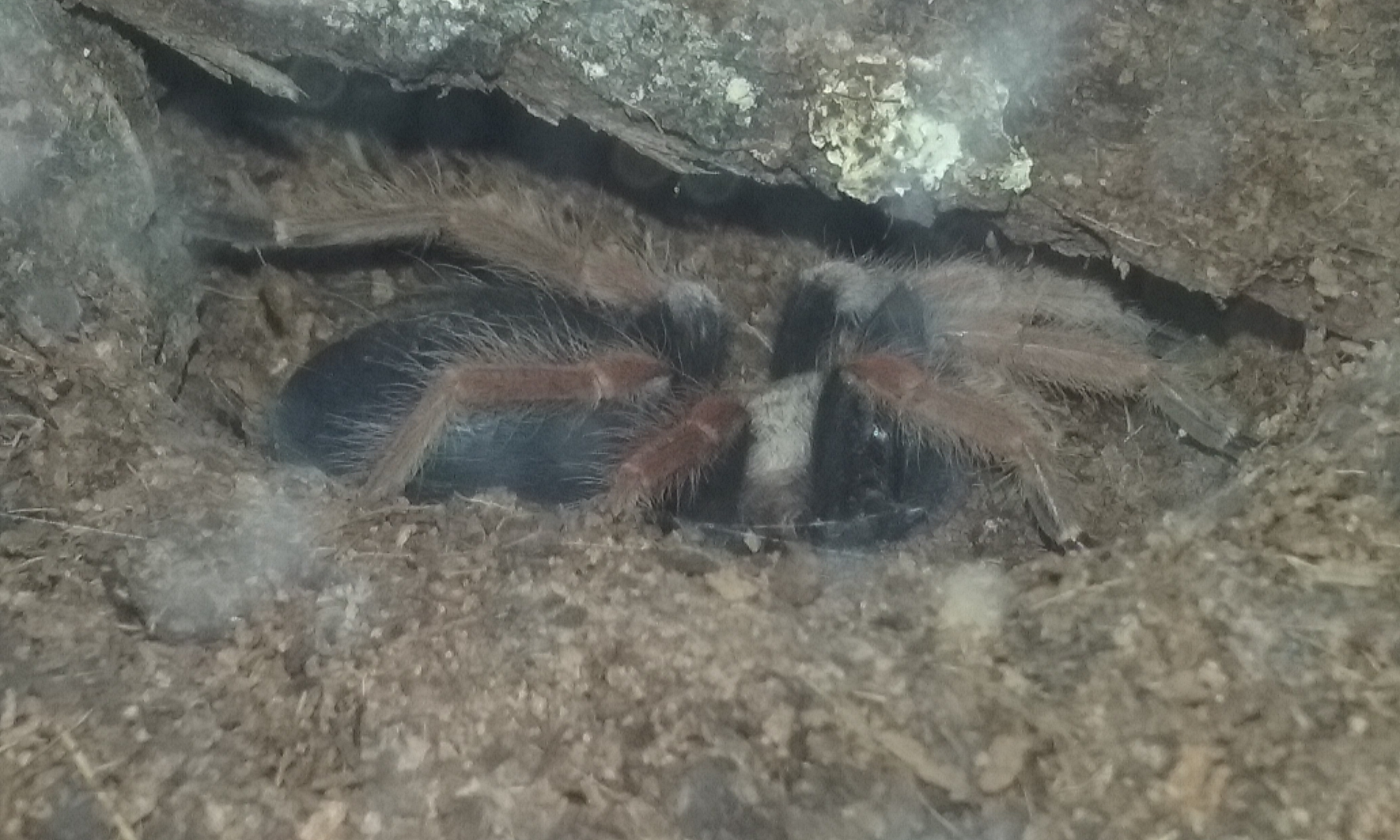 My collection on 1st January 2016