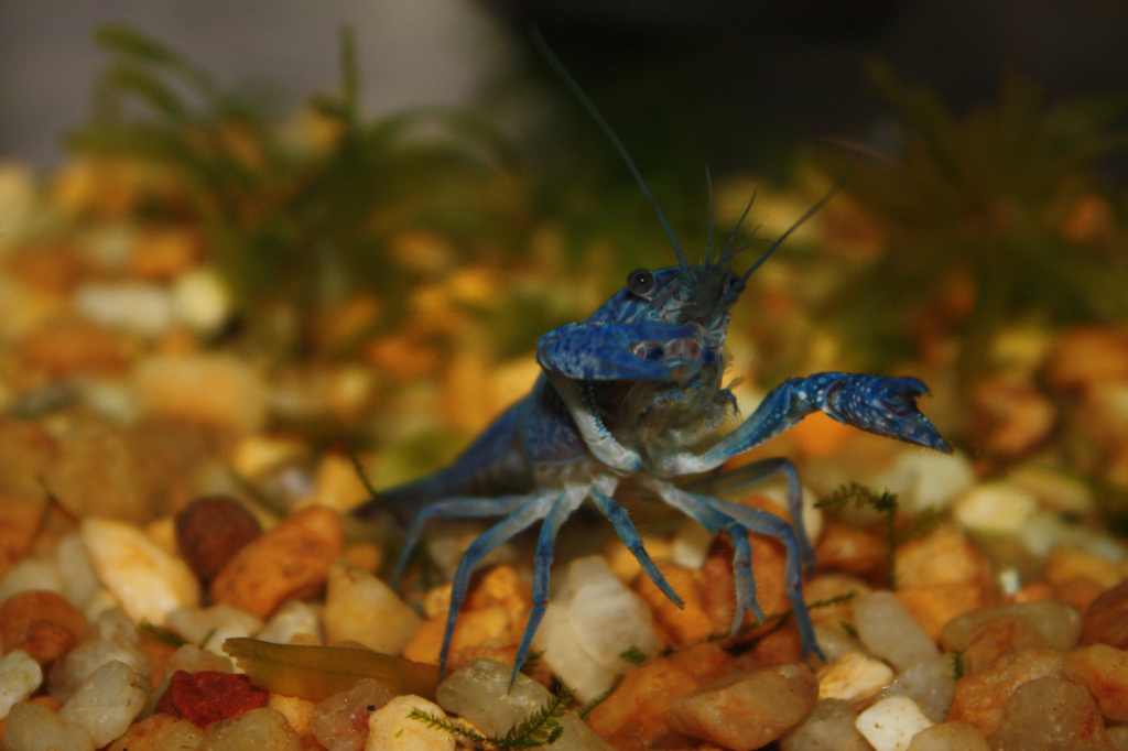 My first aquatic invert: Blue Crayfish.