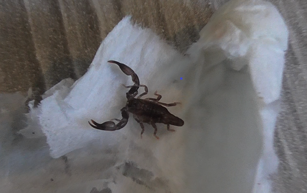 my first scorpion.......
