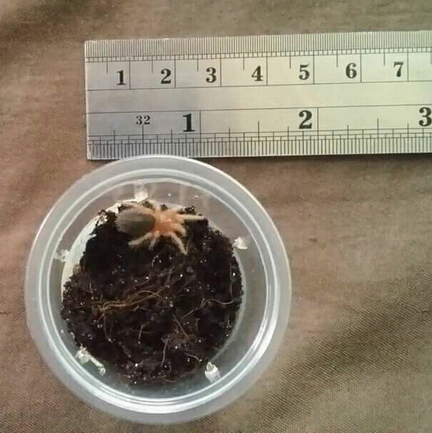 My first tarantula sling (July 07/18)