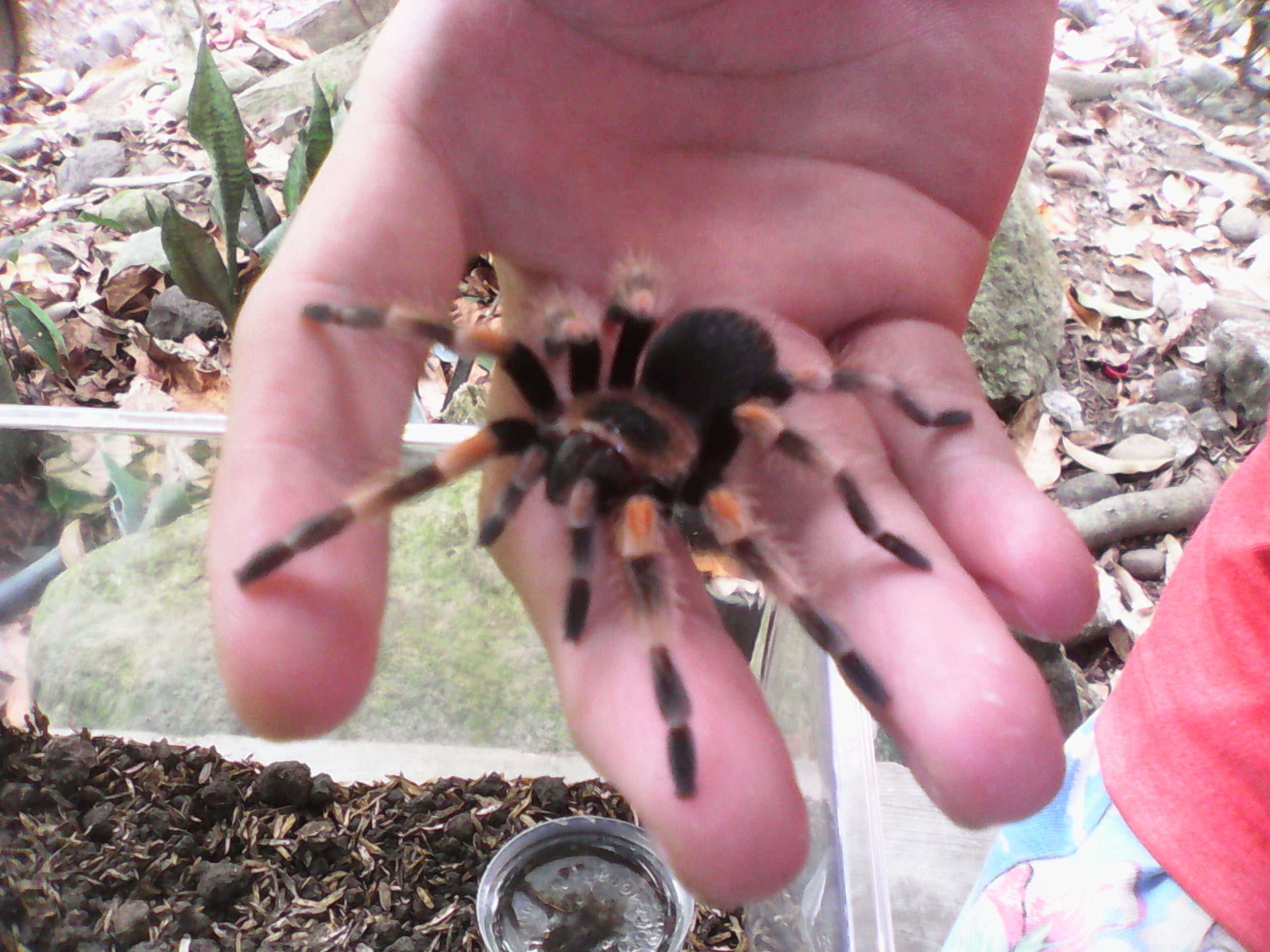 my first tarantula