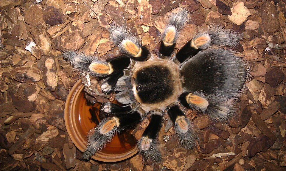 My gorgeous Mexican Red Knee