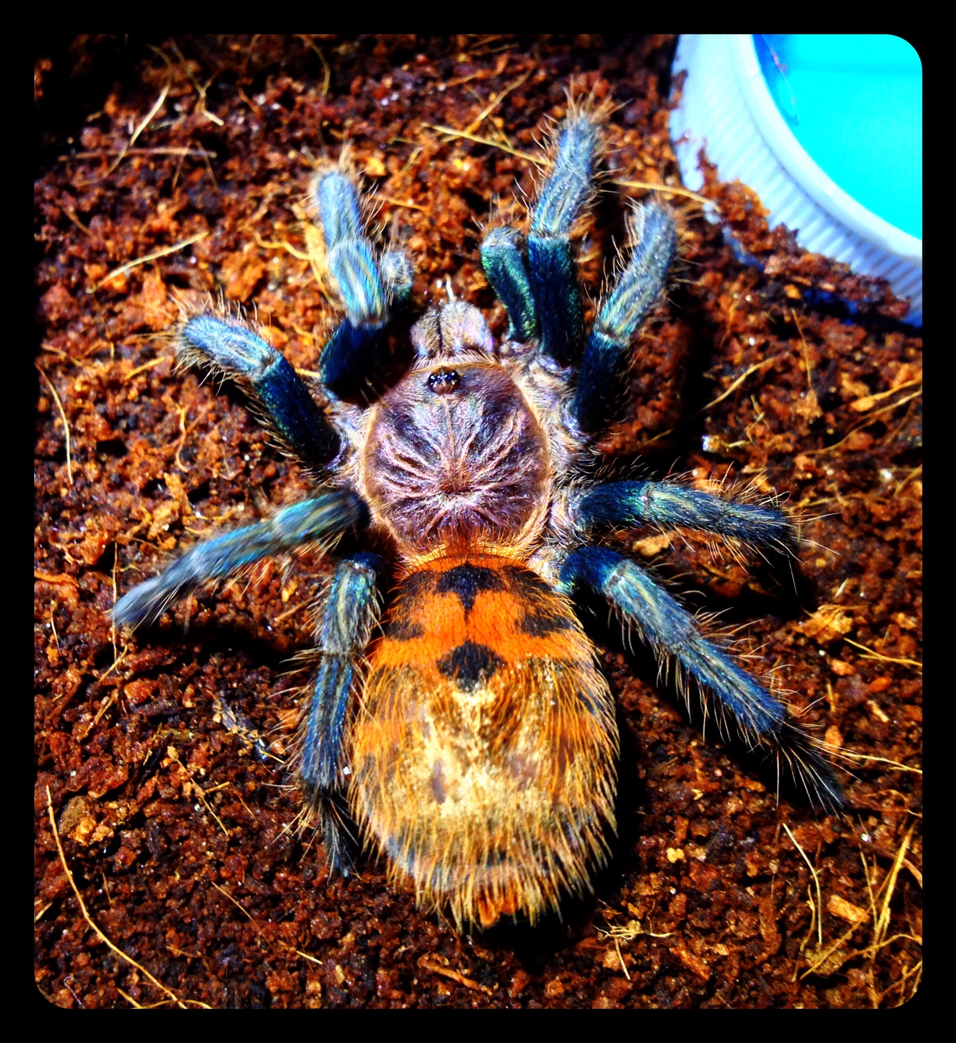 My green bottle blue