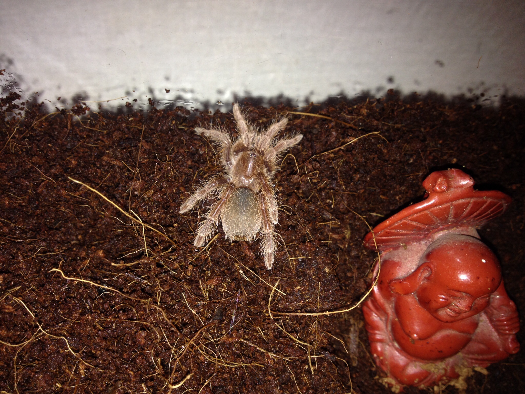 My King Baboon Sling