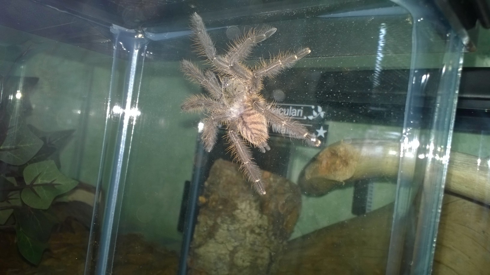 My Lampropelma Violaceopes