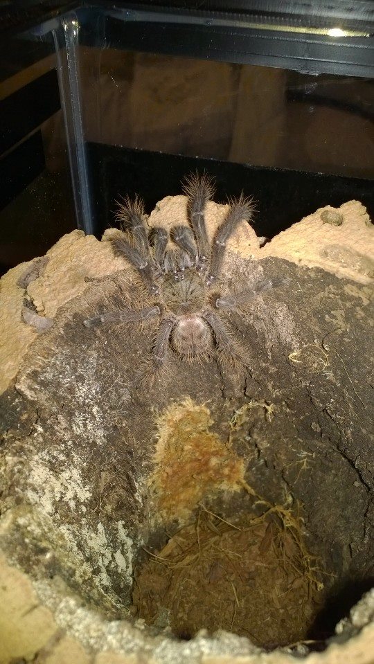 My Lampropelma Violaceopes