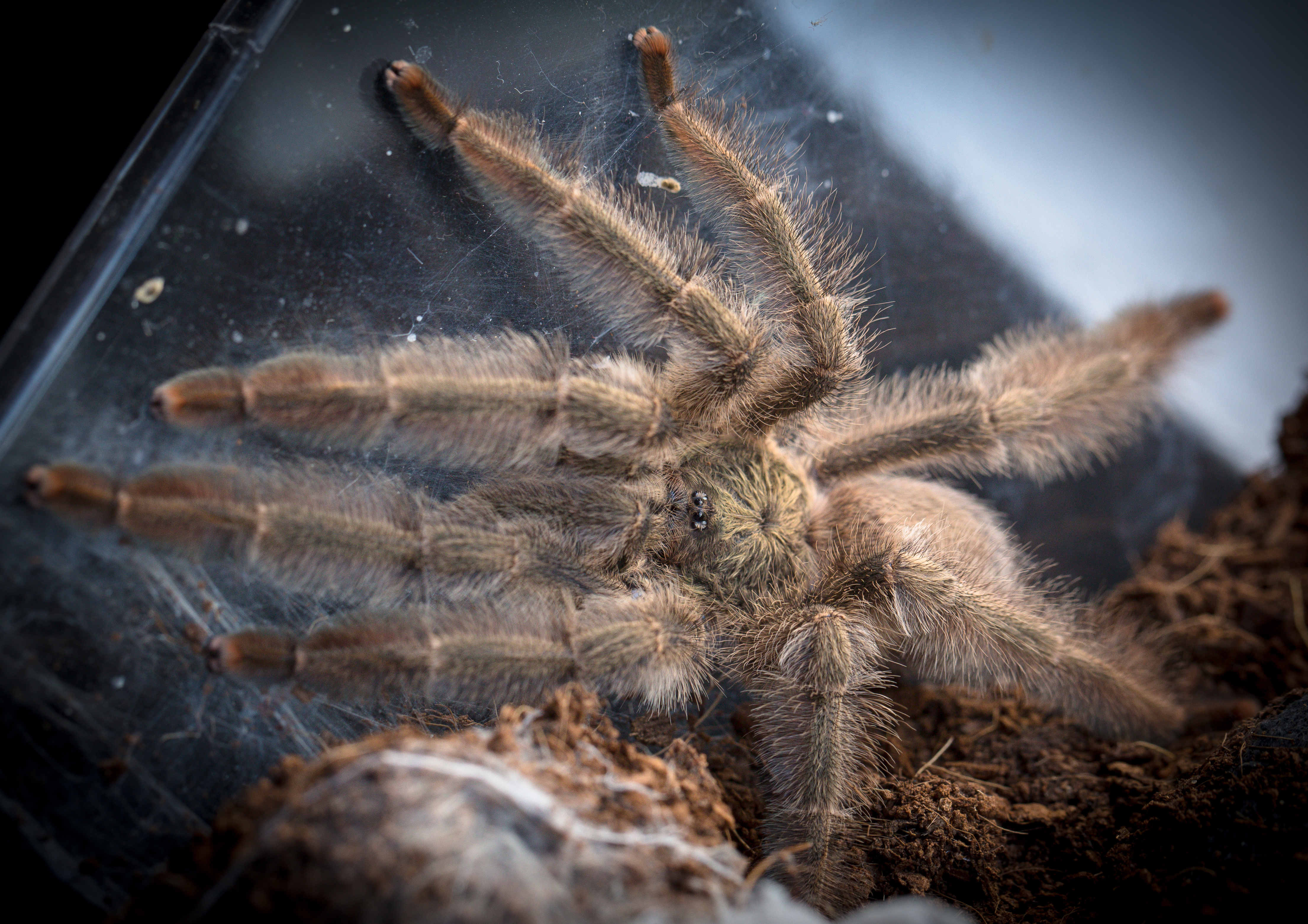 My mature Panama Blonde for Sale in forums