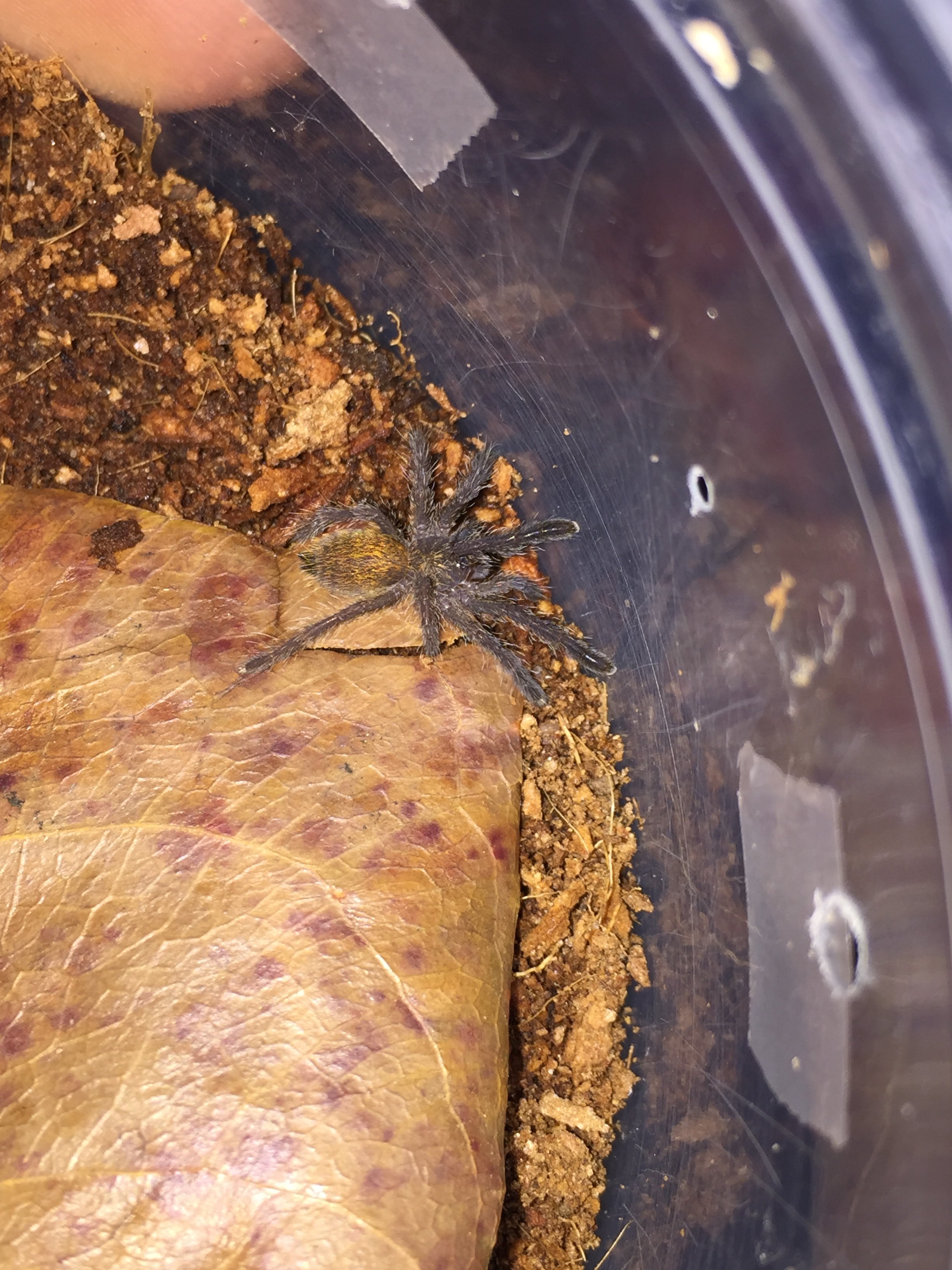 My new OBT sling