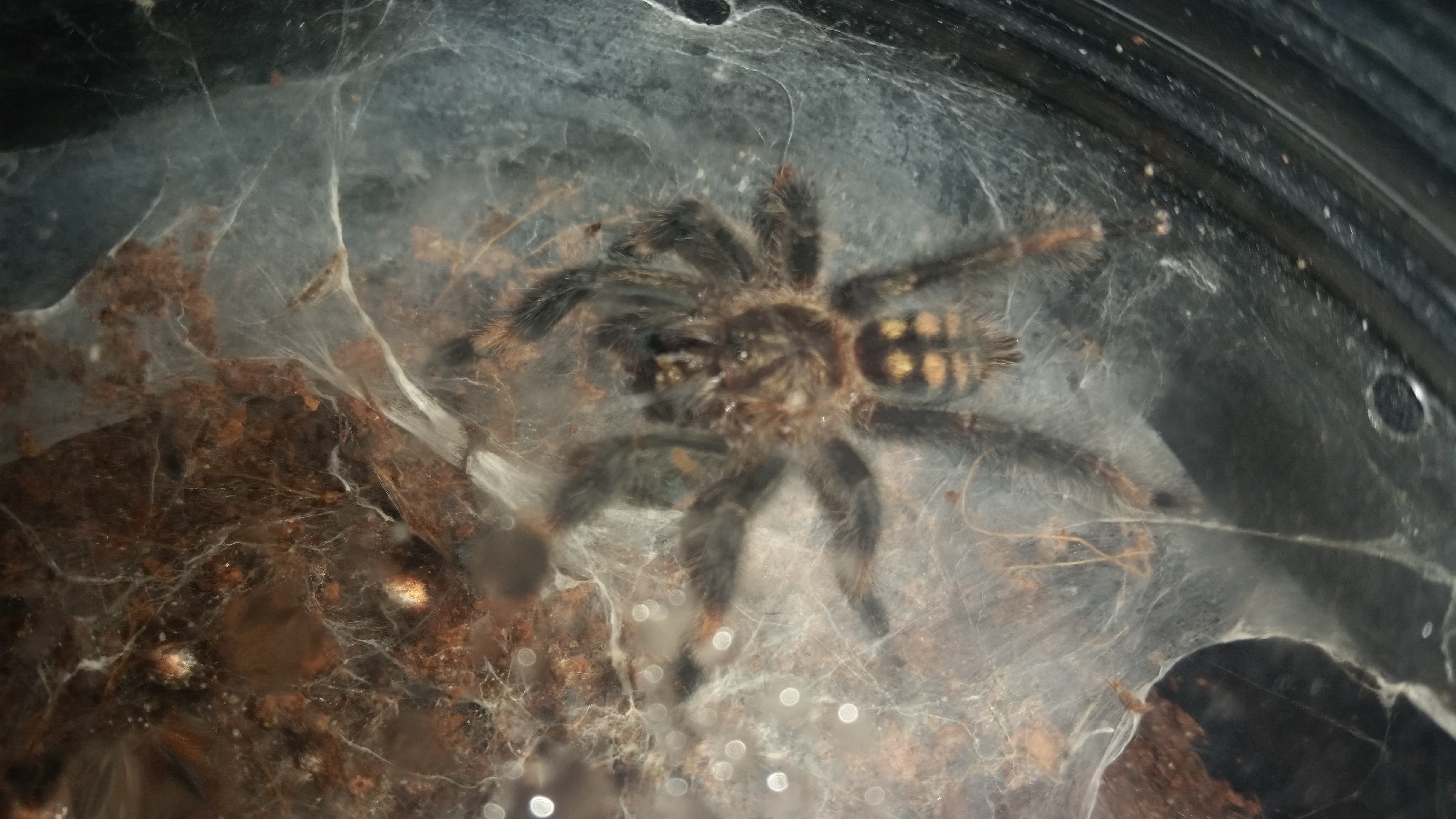 My P. irminia