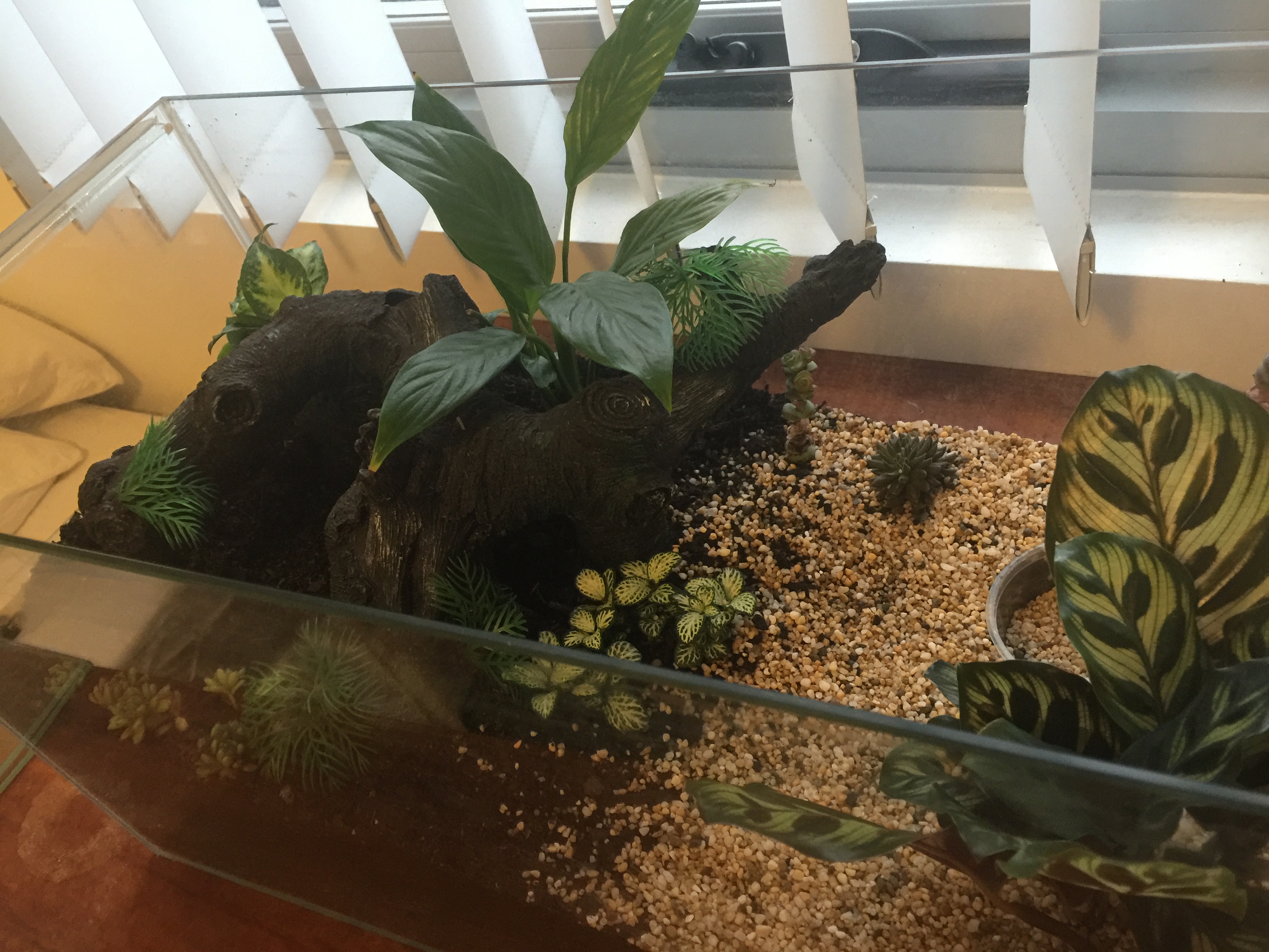 My Selenotypus Sp. Champagne Robustus Terrarium