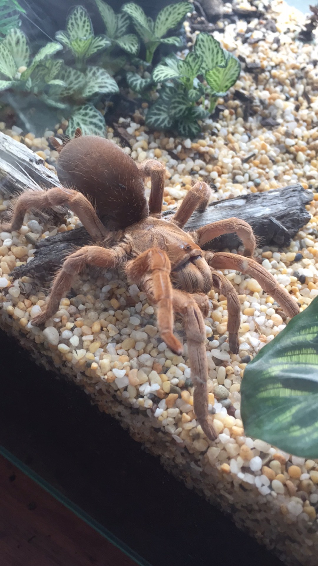 My Selenotypus Sp. Champagne Robustus