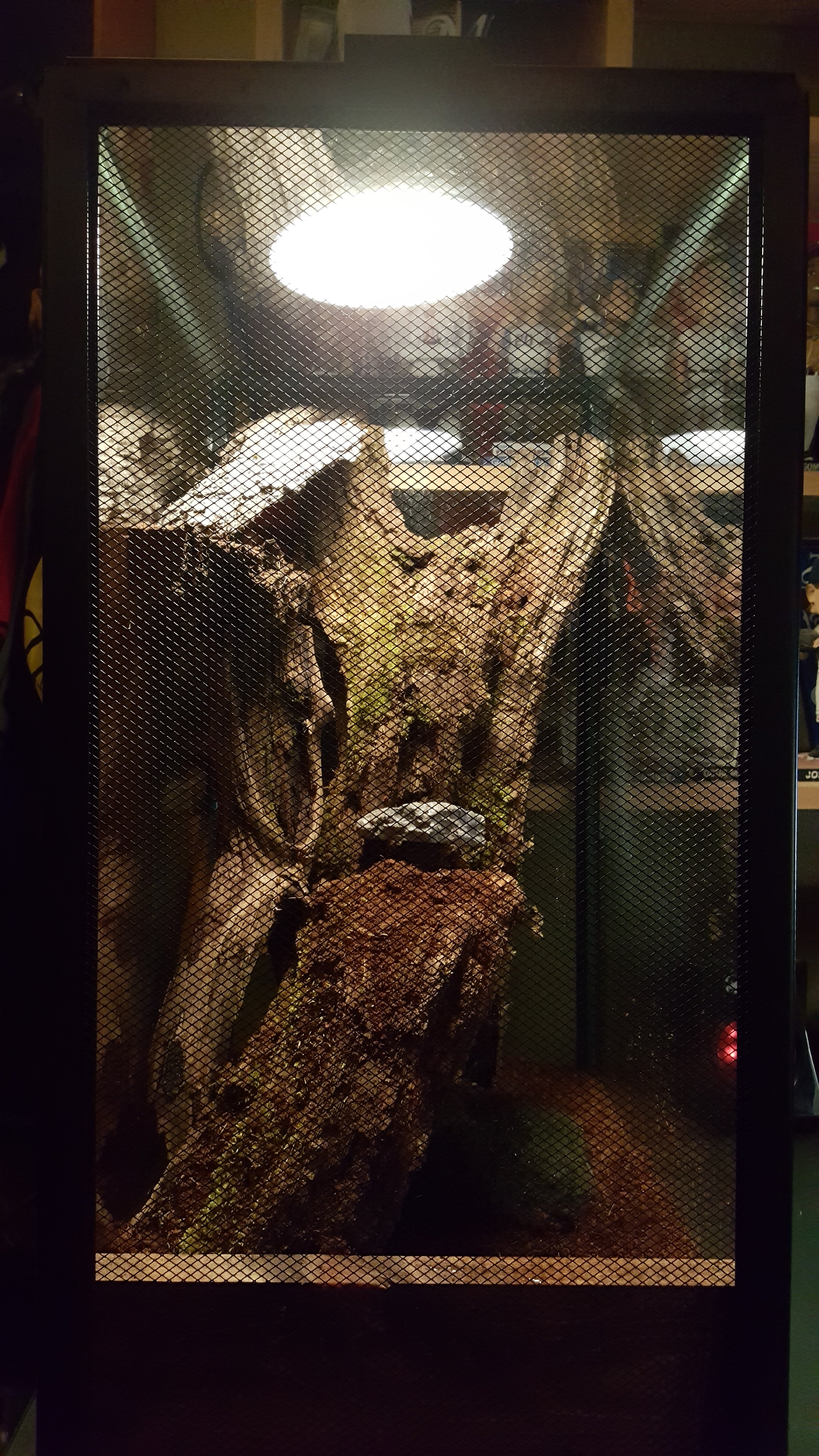 My Sri-Lankan Ornametal's enclosure