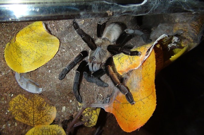 My stunning Arial :)