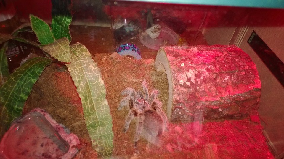 My T Delilah