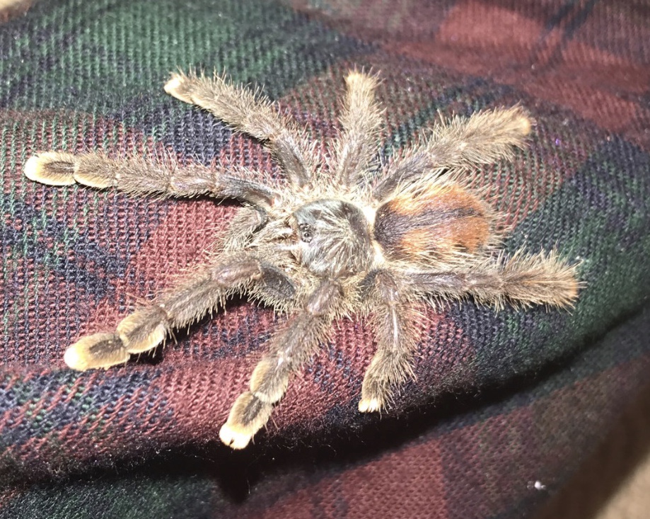 Mystery Avicularia please comment what you think it is