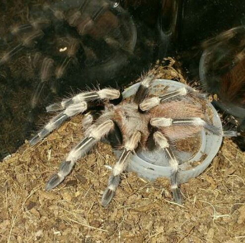 N.chromatus molted