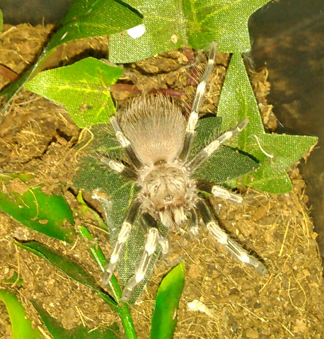 N.chromatus