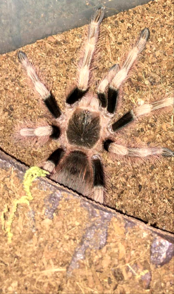 N. coloratovillosus