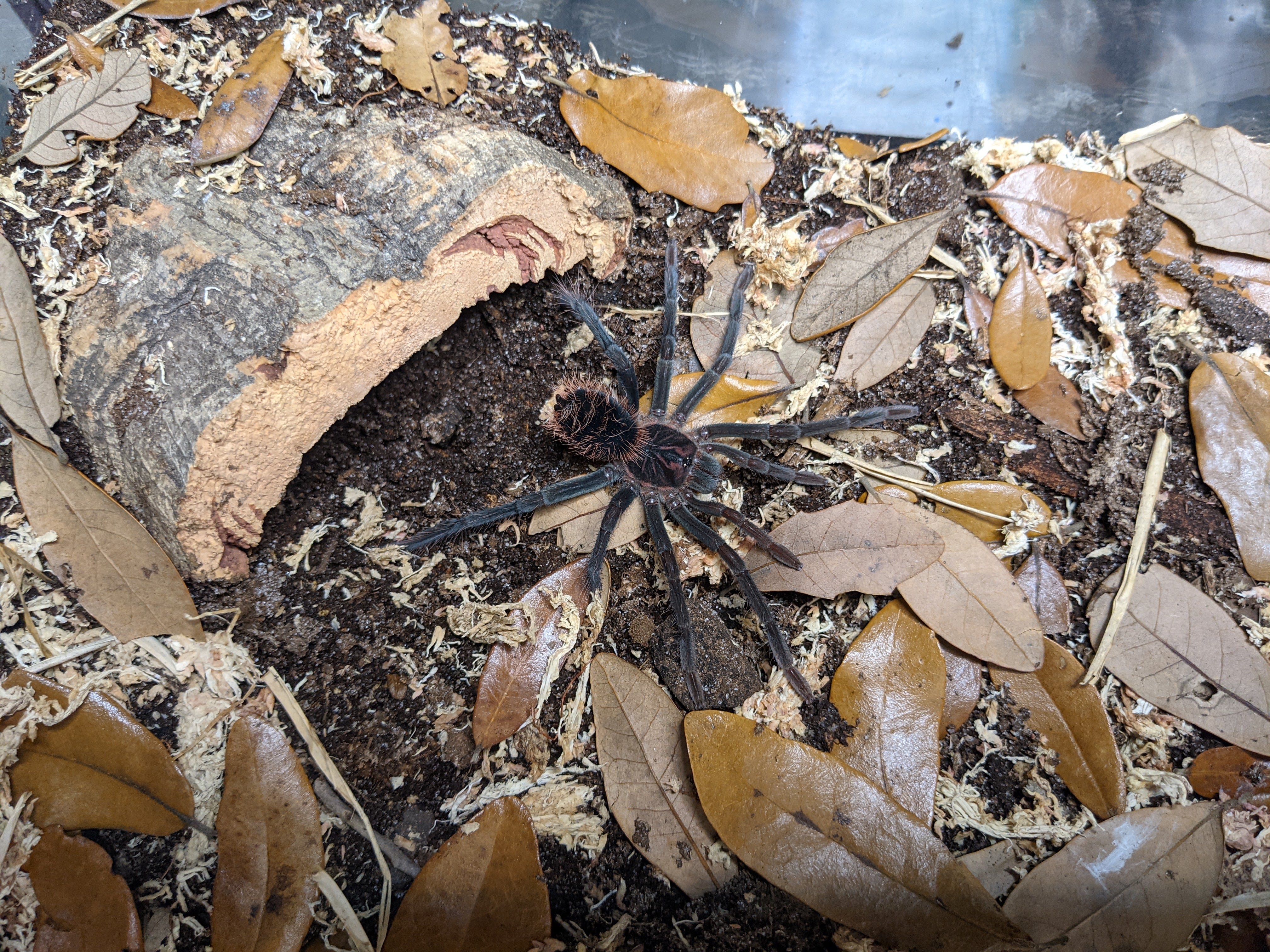 NagafenXenesthis sp. bright