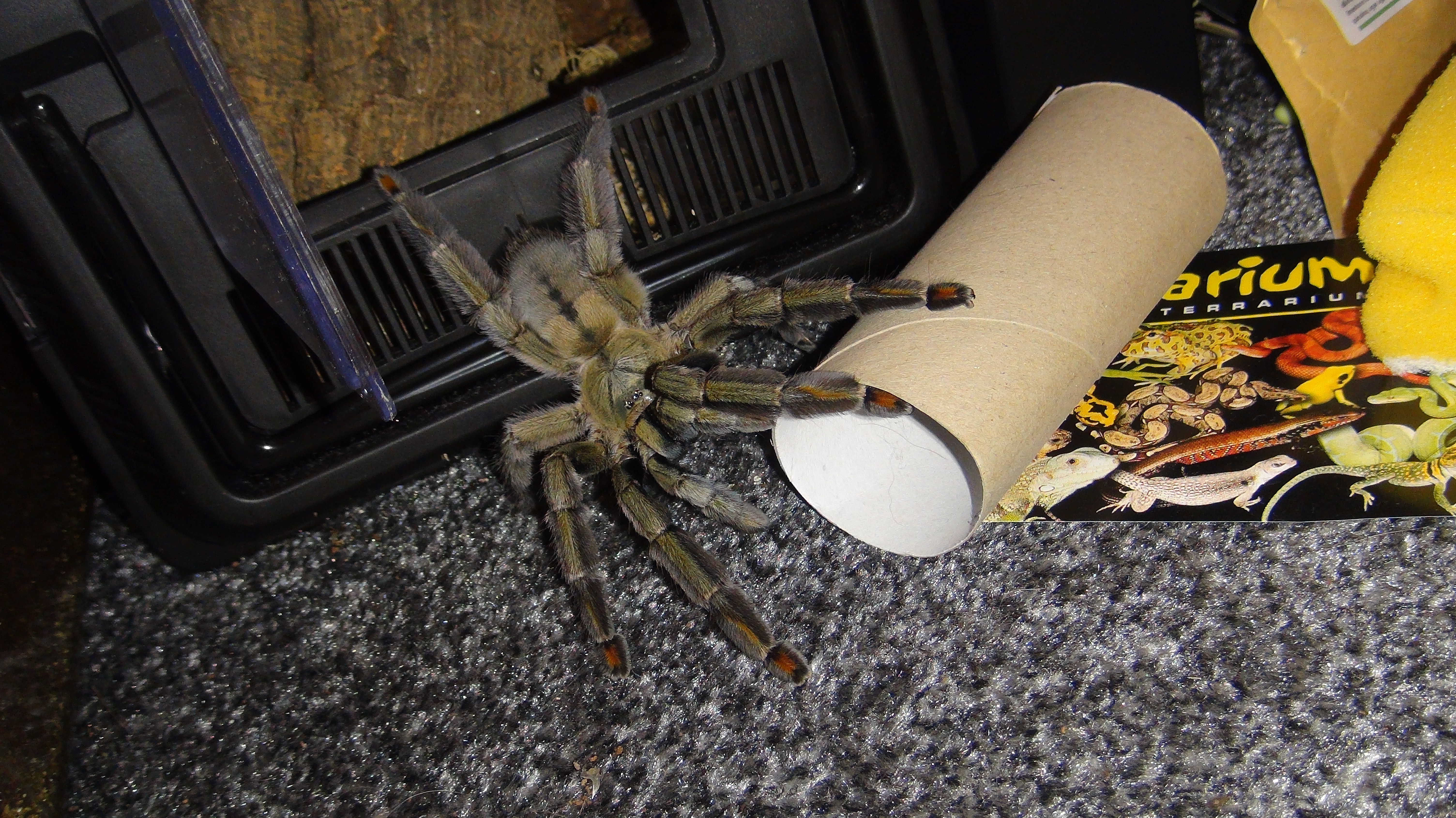 Nancy miss-judging where roach is :P