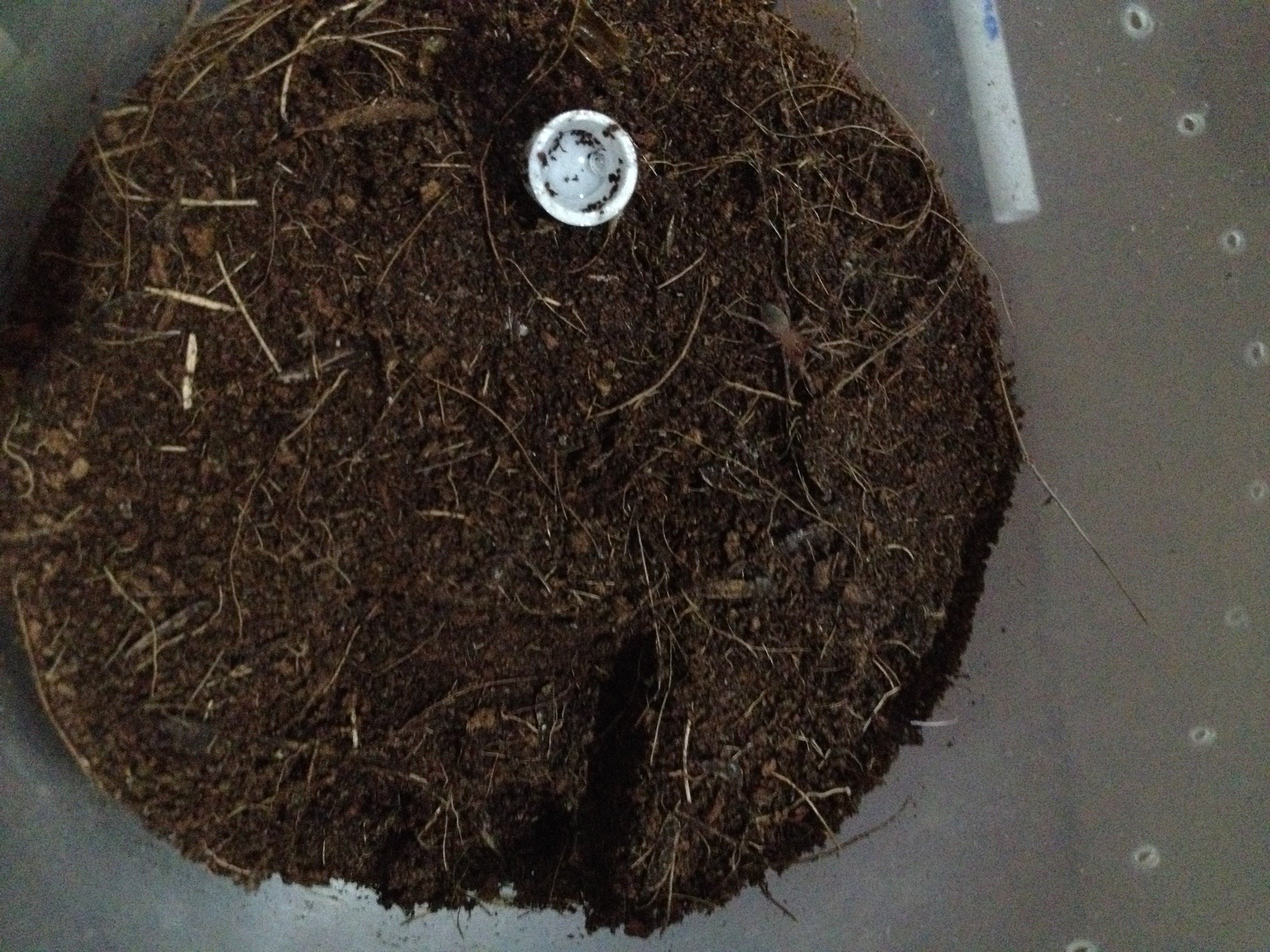 Nandhu chromatus 5.6.2016