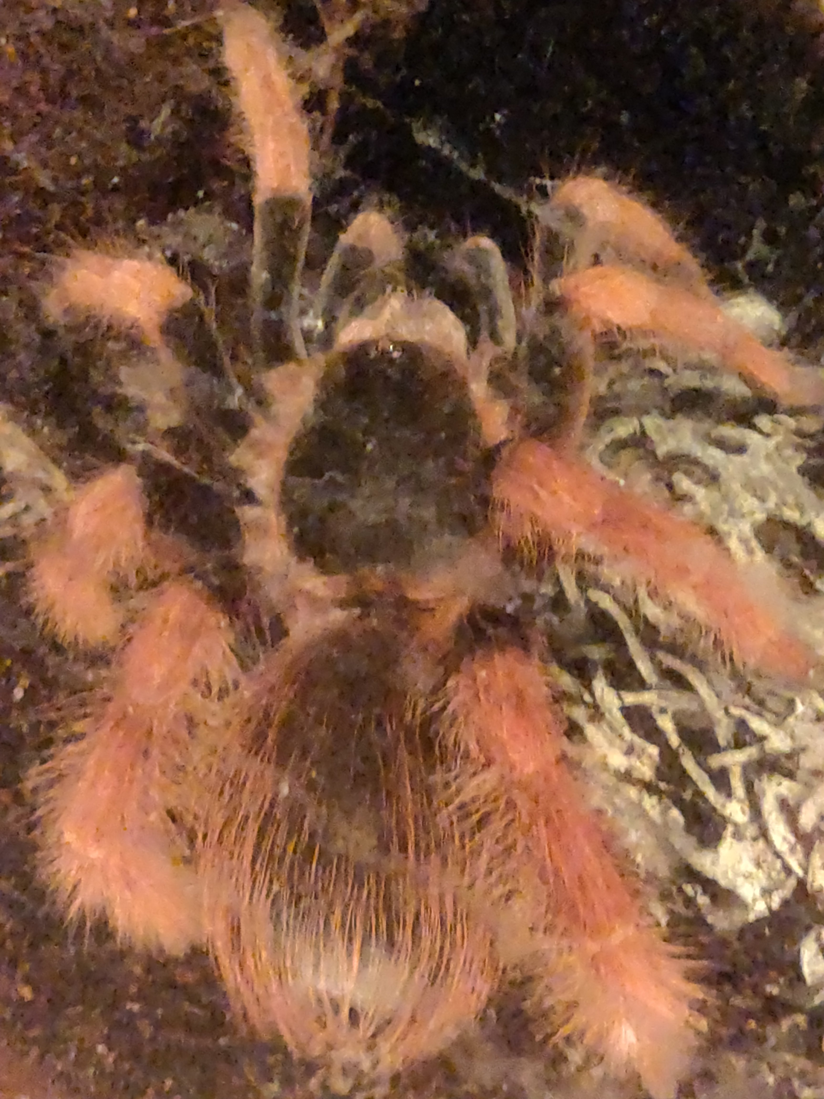 Nearly Mature Female M. robustum