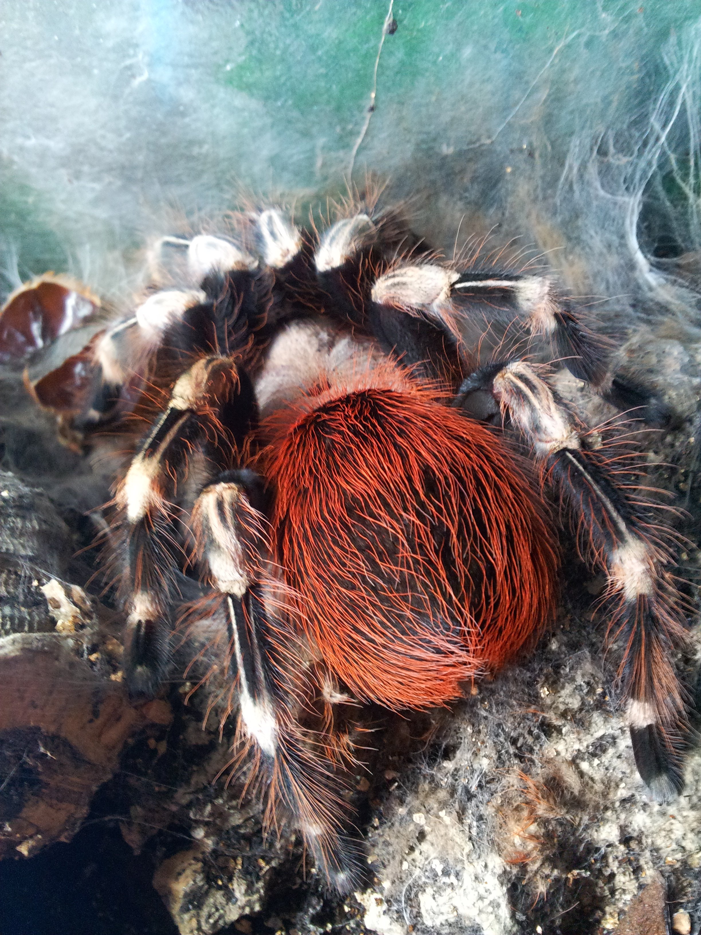 Nemesis.......Nhandu Chromatus