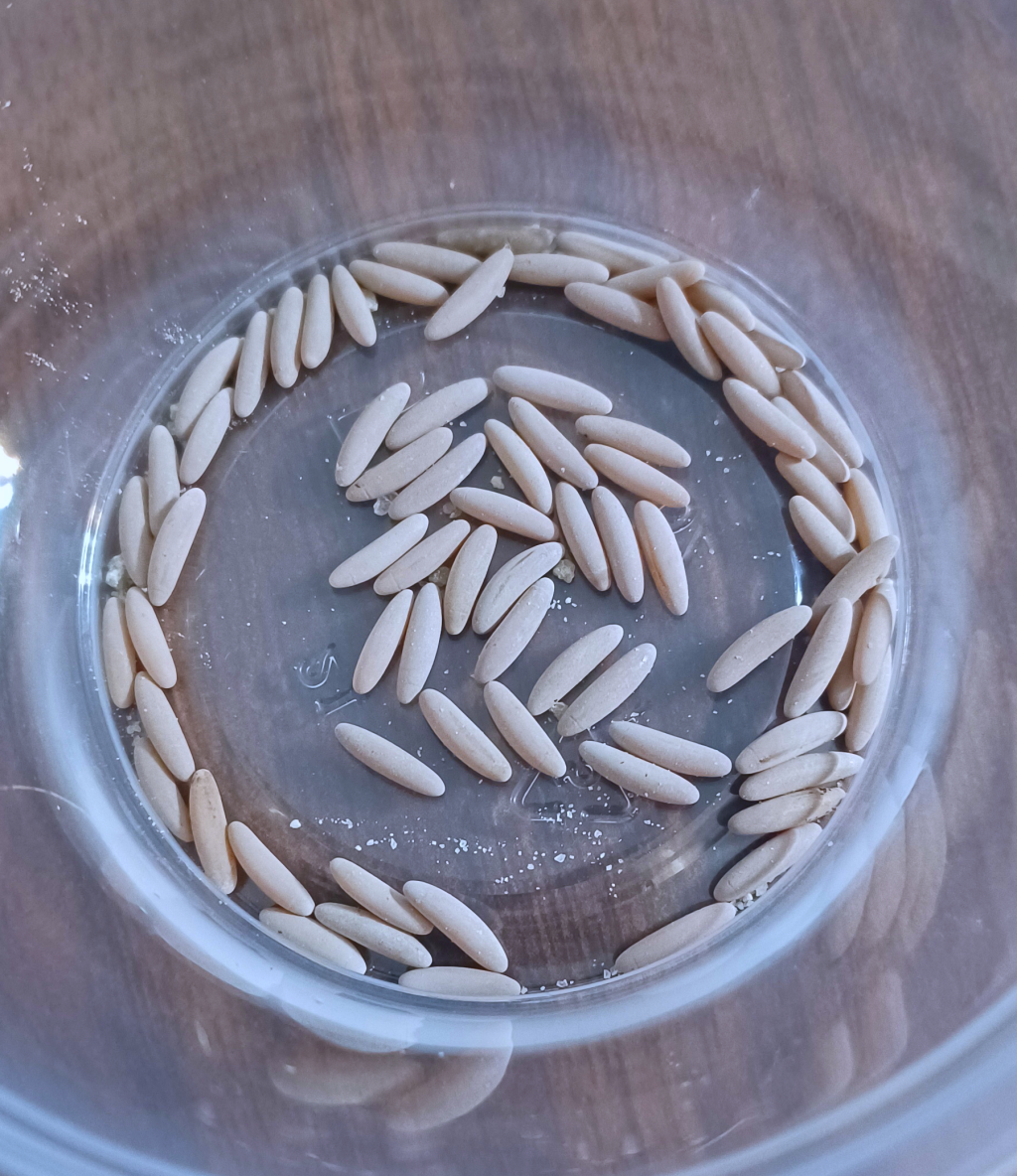 Neobarrettia spinosa eggs