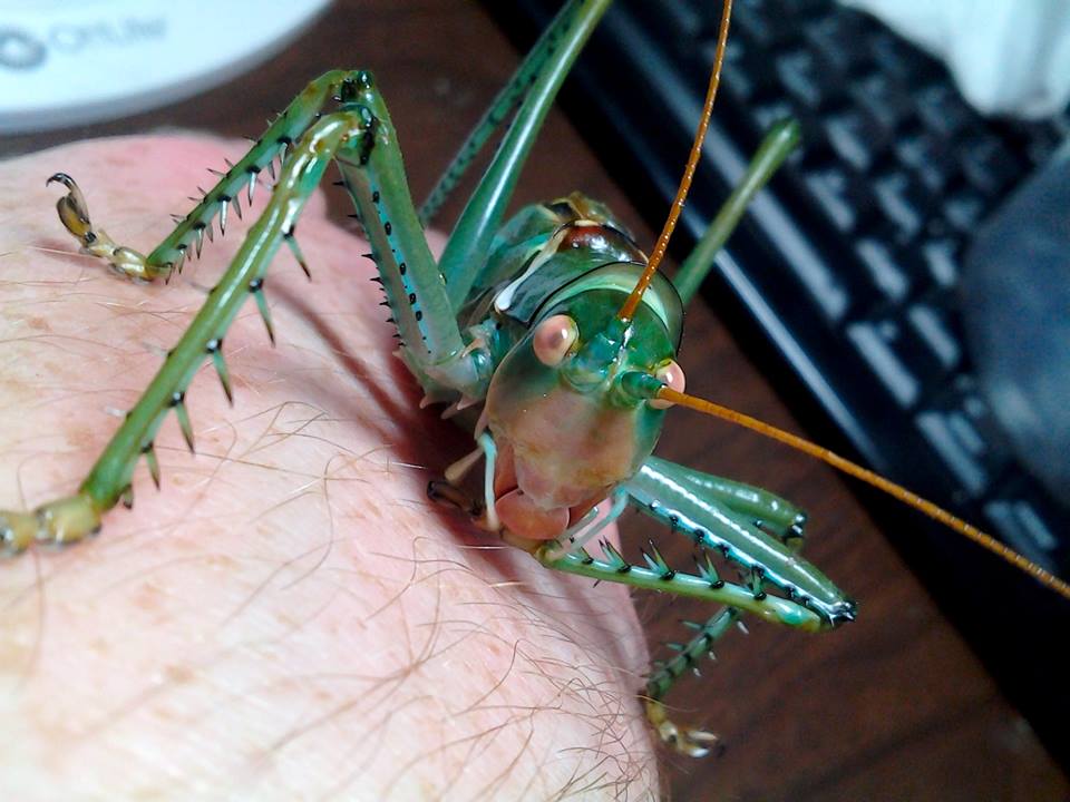 neobarrettia spinosa