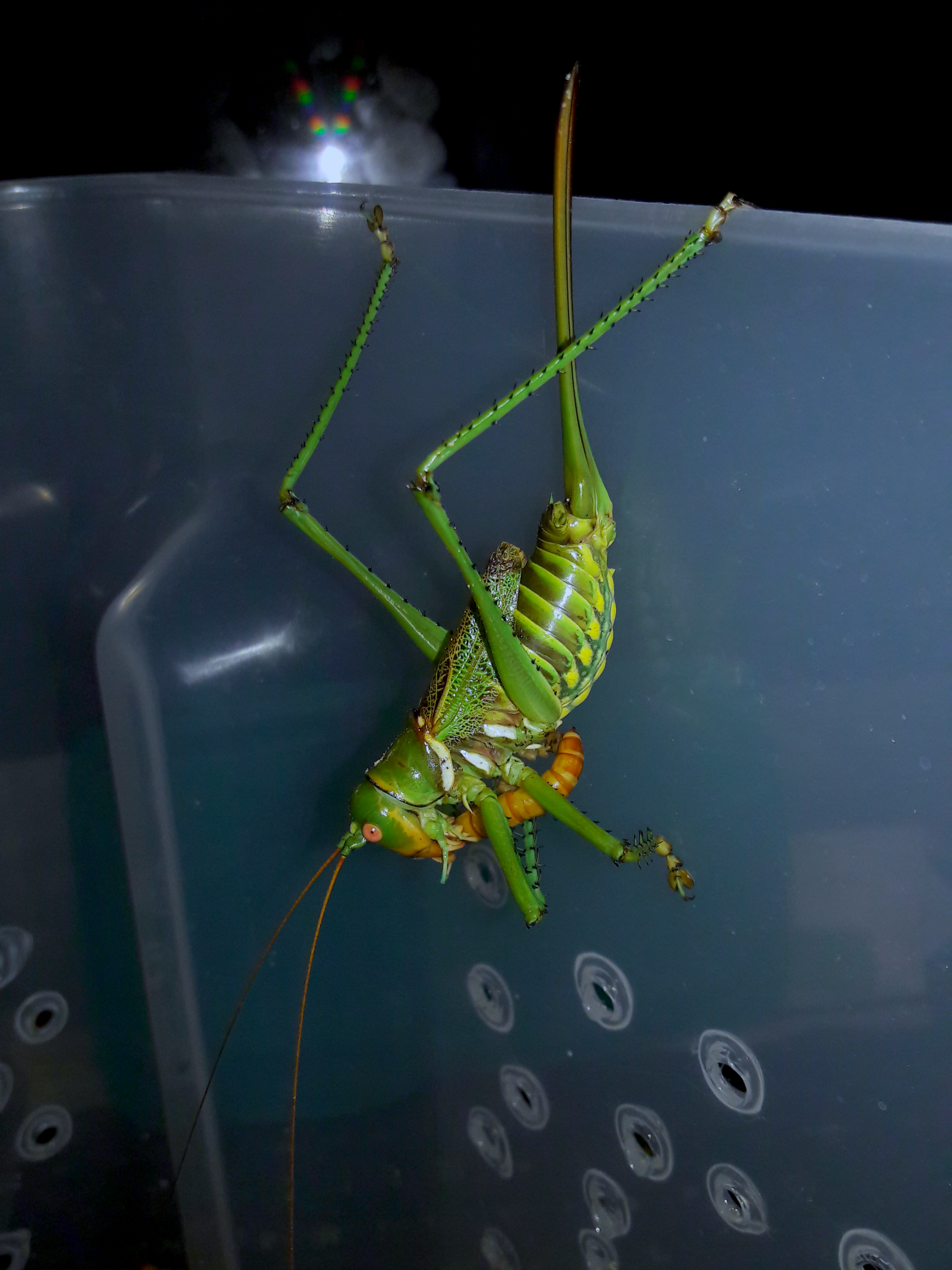 Neobarrettia spinosa