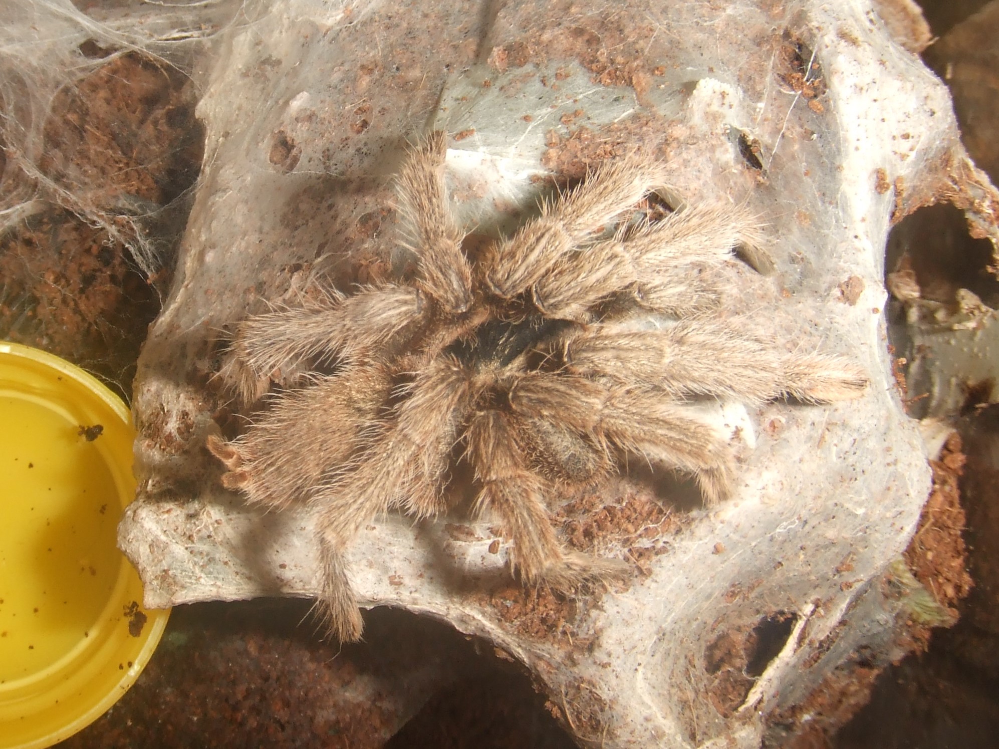 Neoholothele incei  - Calypso