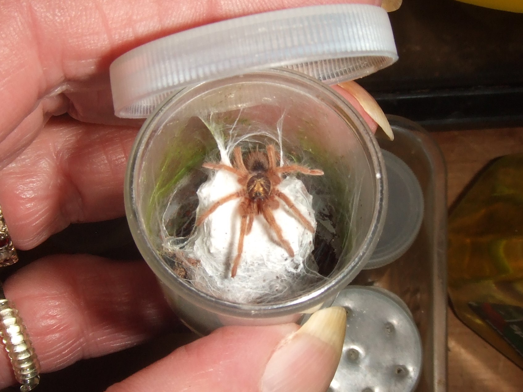 Neoholothele incei  gold - Yarra