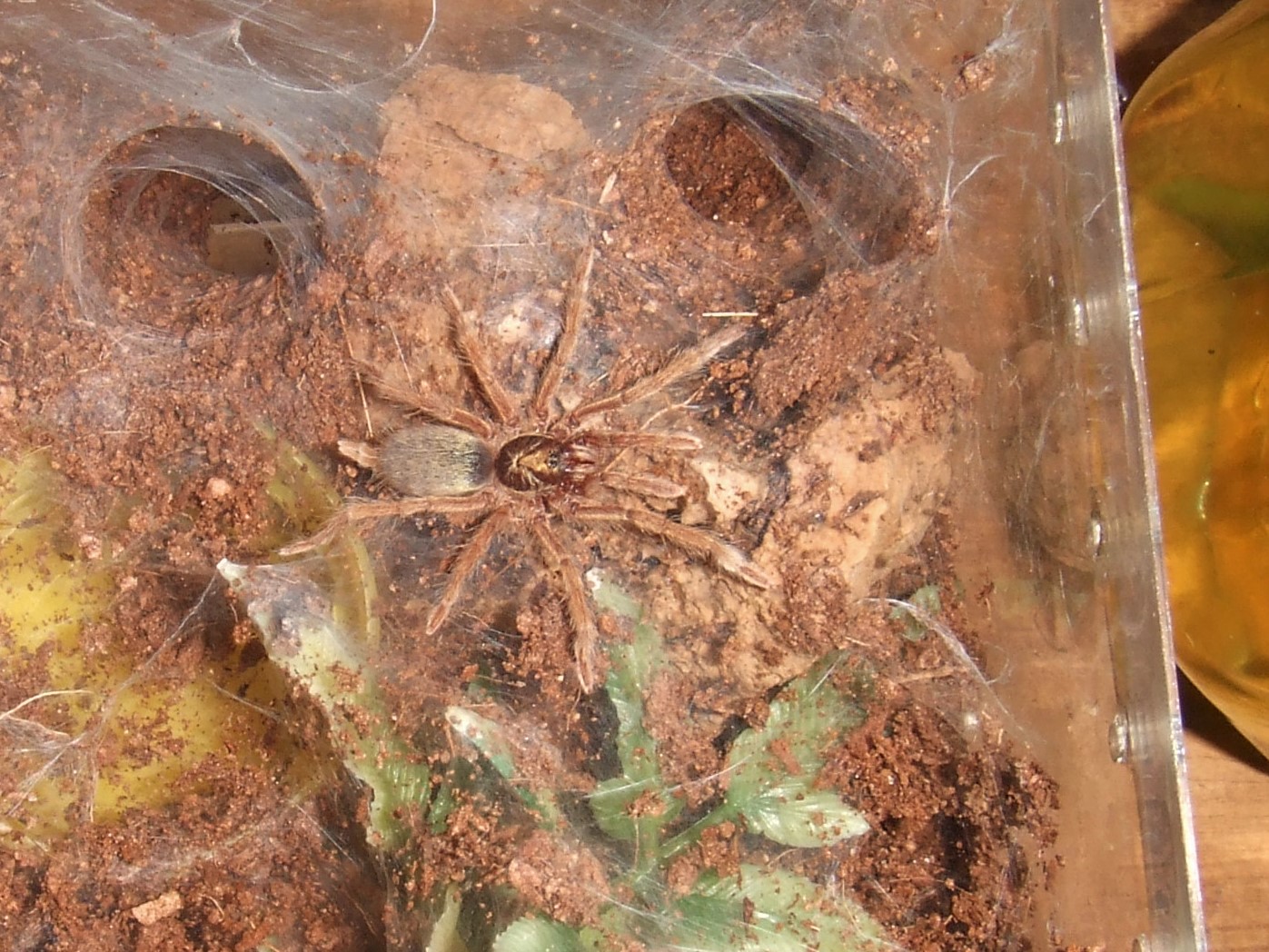 Neoholothele incei  gold - Yarra.