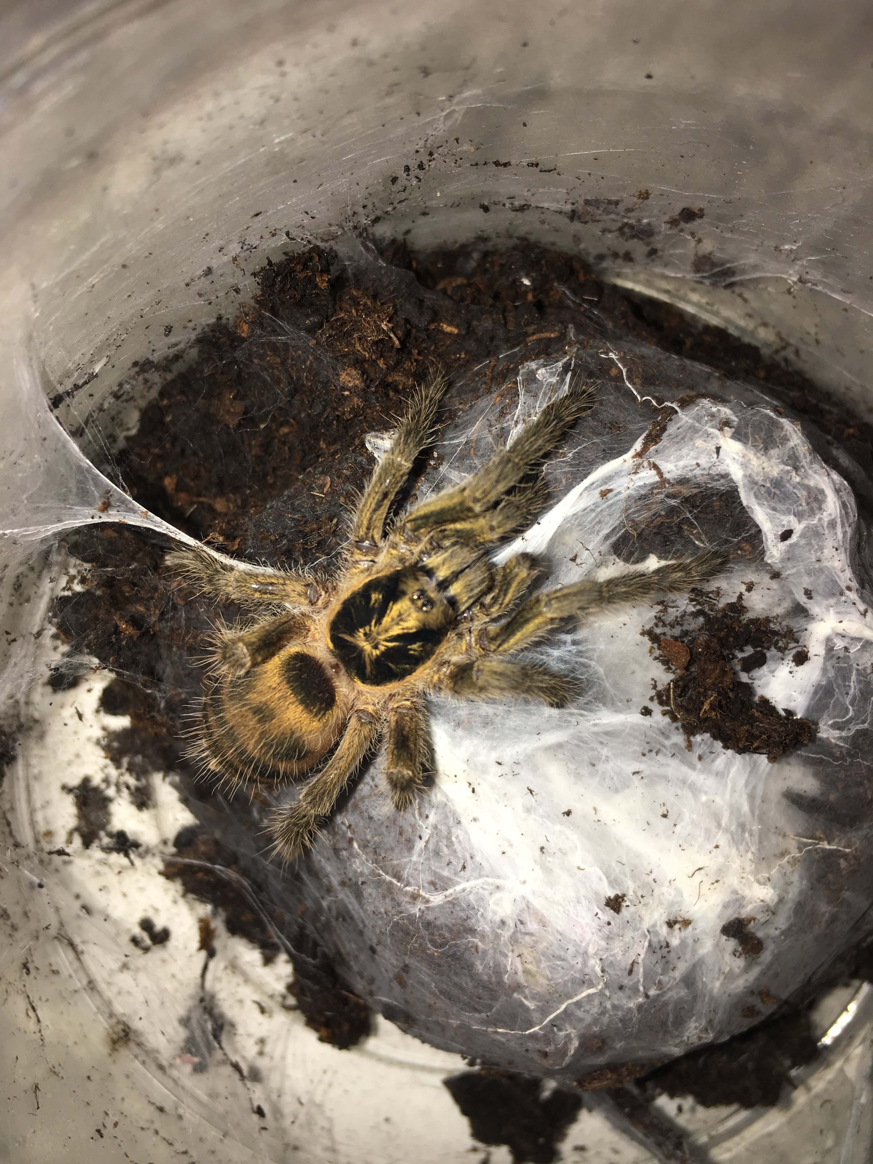 Neoholothele Incie Olive <3