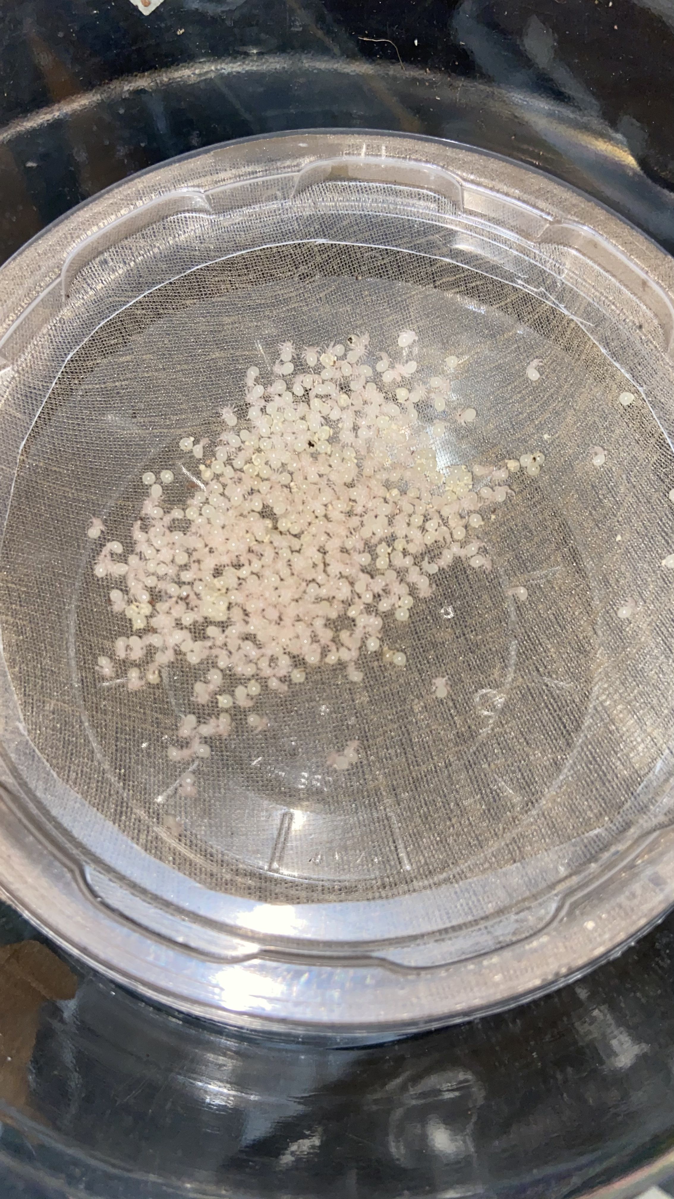 Neostenotarsus sp. french guiana ewl