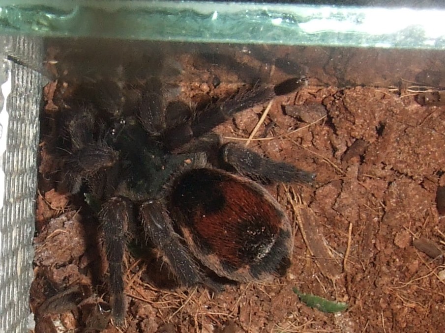 Neostenotarsus sp. Suriname (F) - Moengo