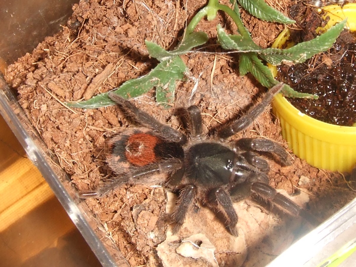 Neostenotarsus sp Suriname - Winti