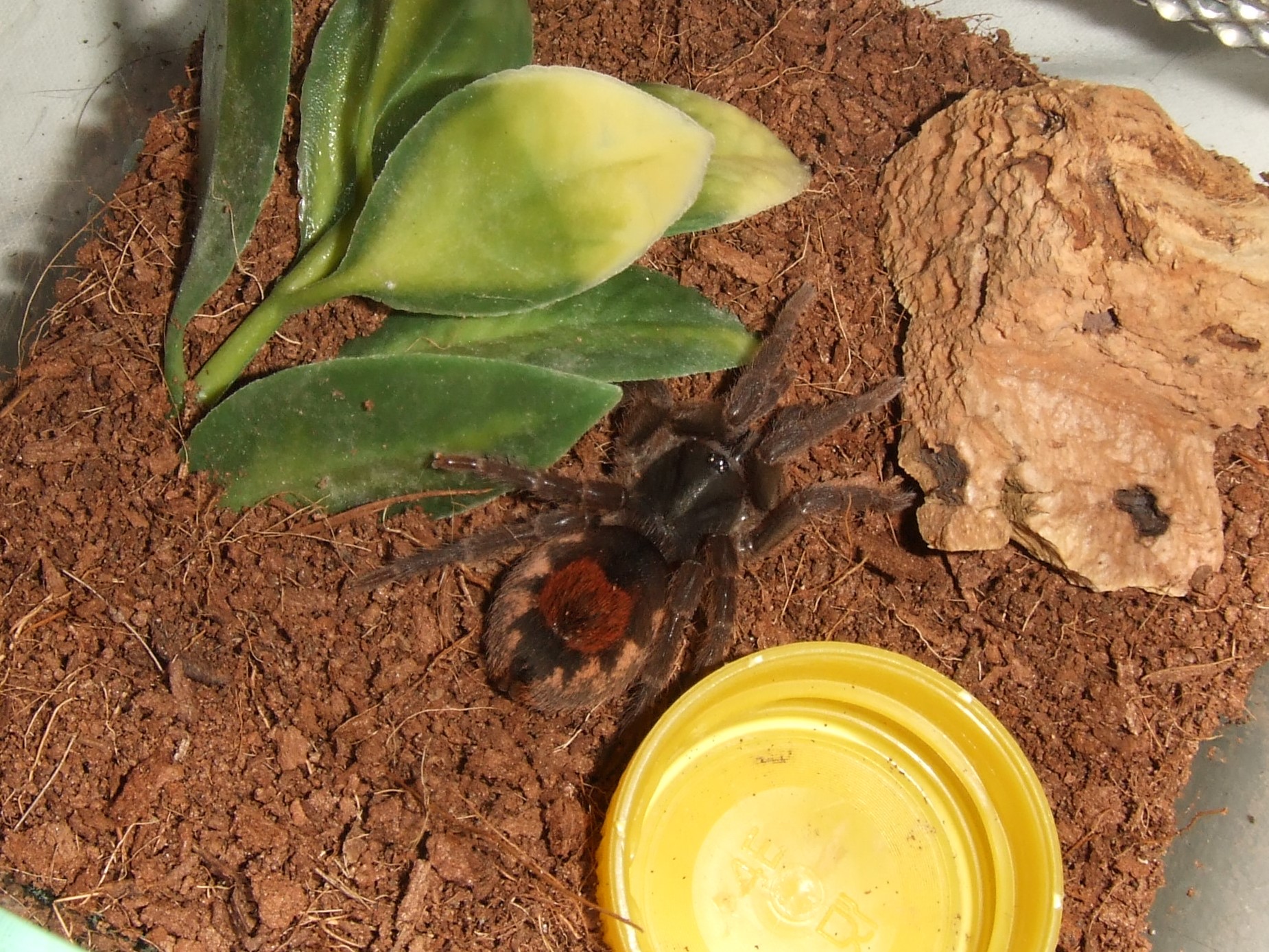 Neostenotarsus sp Suriname - Winti